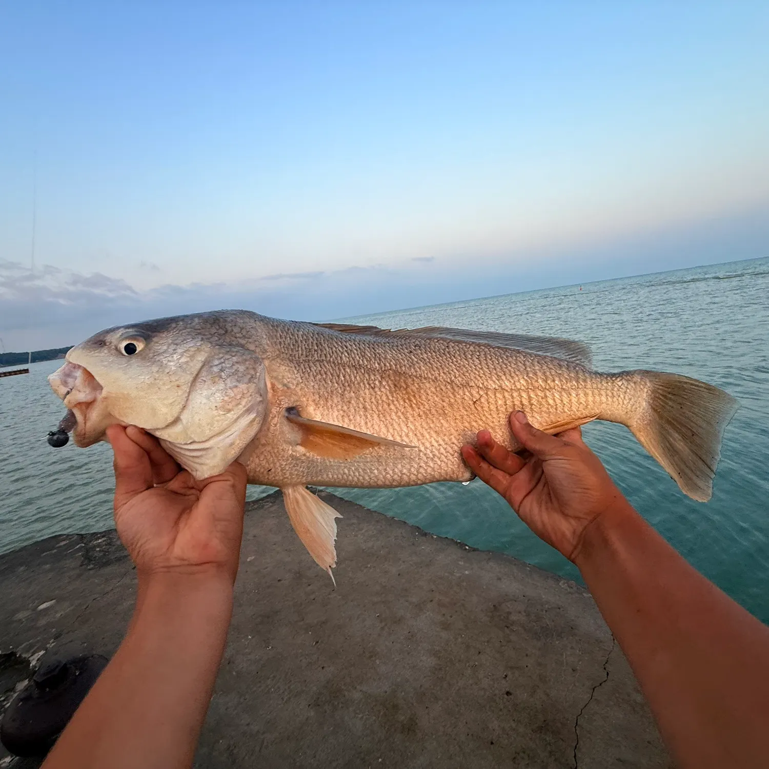 The most recent Freshwater drum catches on Fishbrain