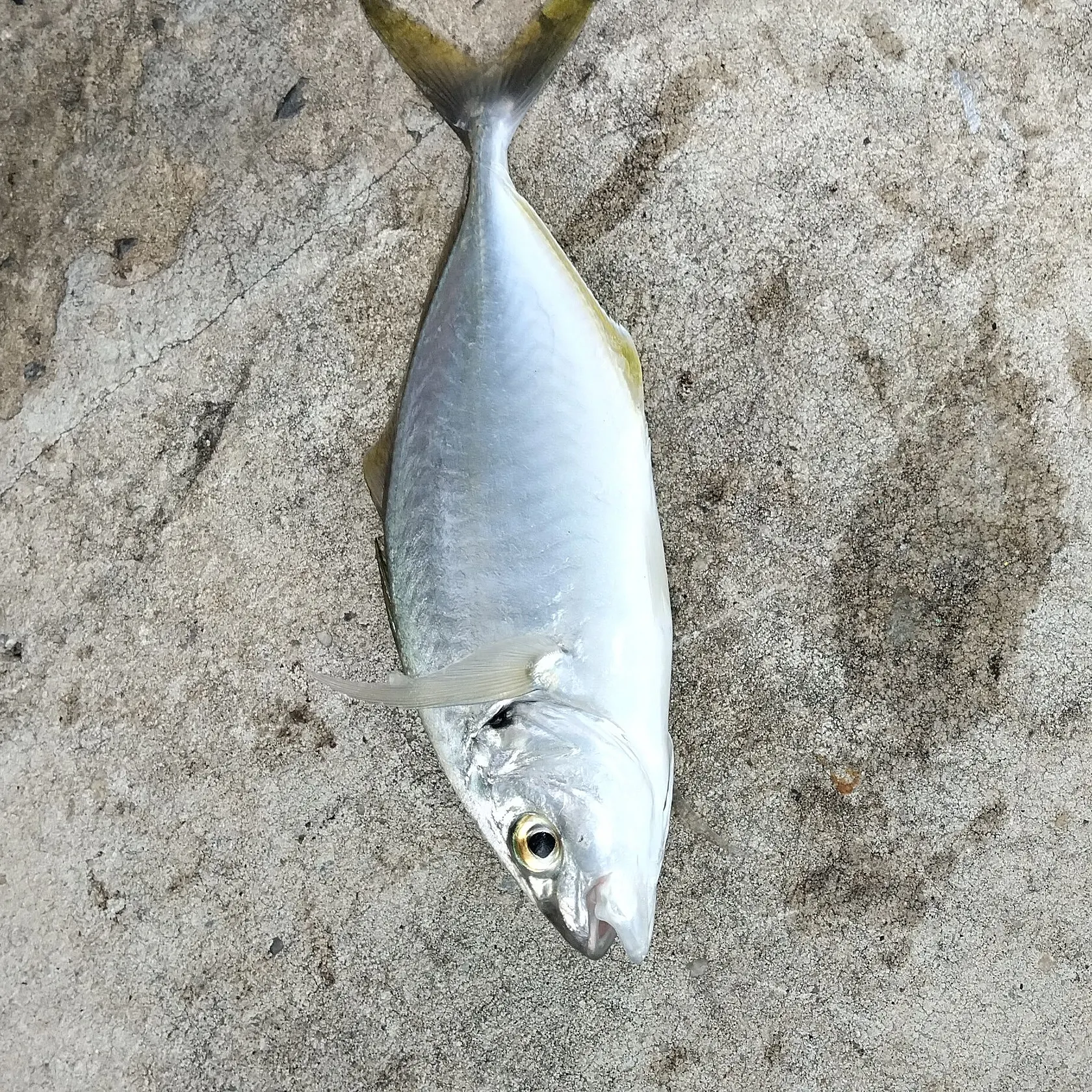 The most recent Yellowtail scad catches on Fishbrain