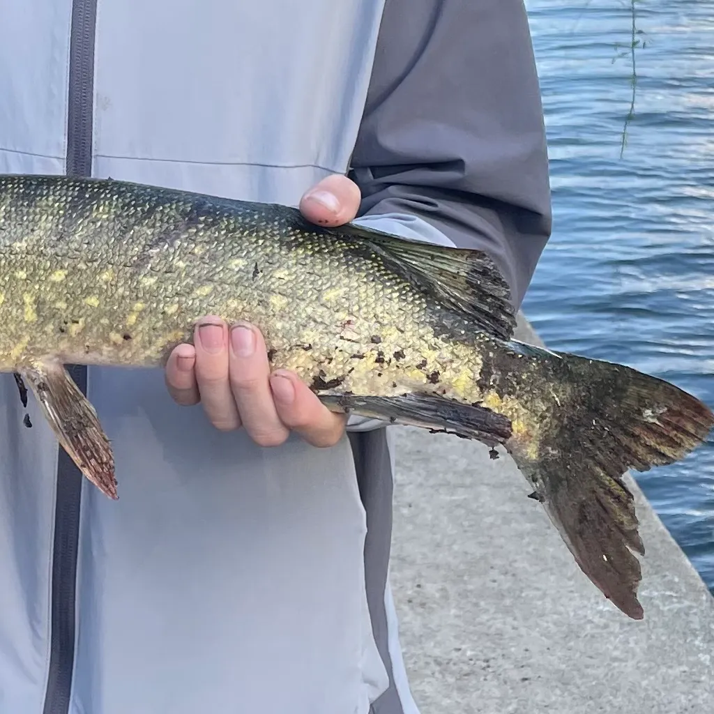 Northern pike caught on Fishbrain