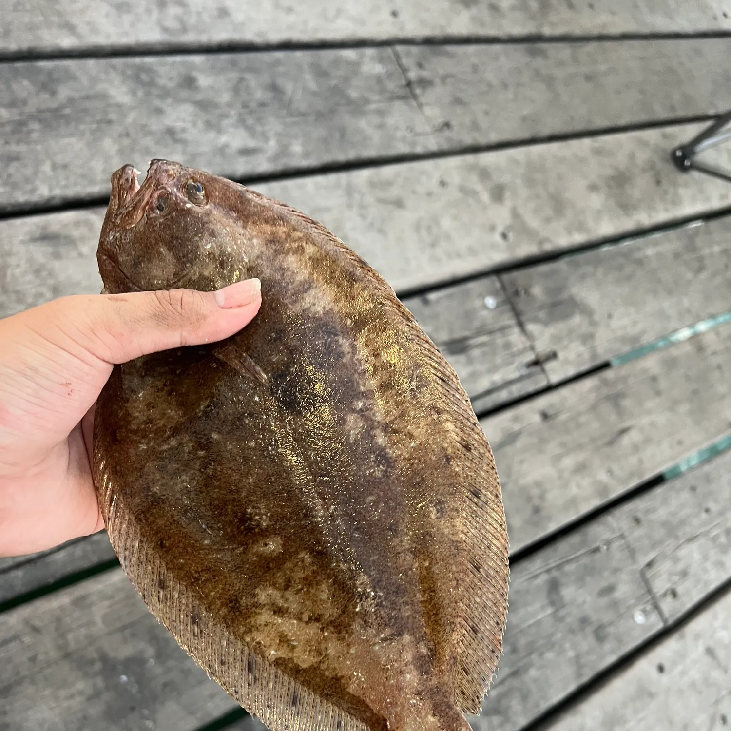 The most recent Largetooth flounder catches on Fishbrain