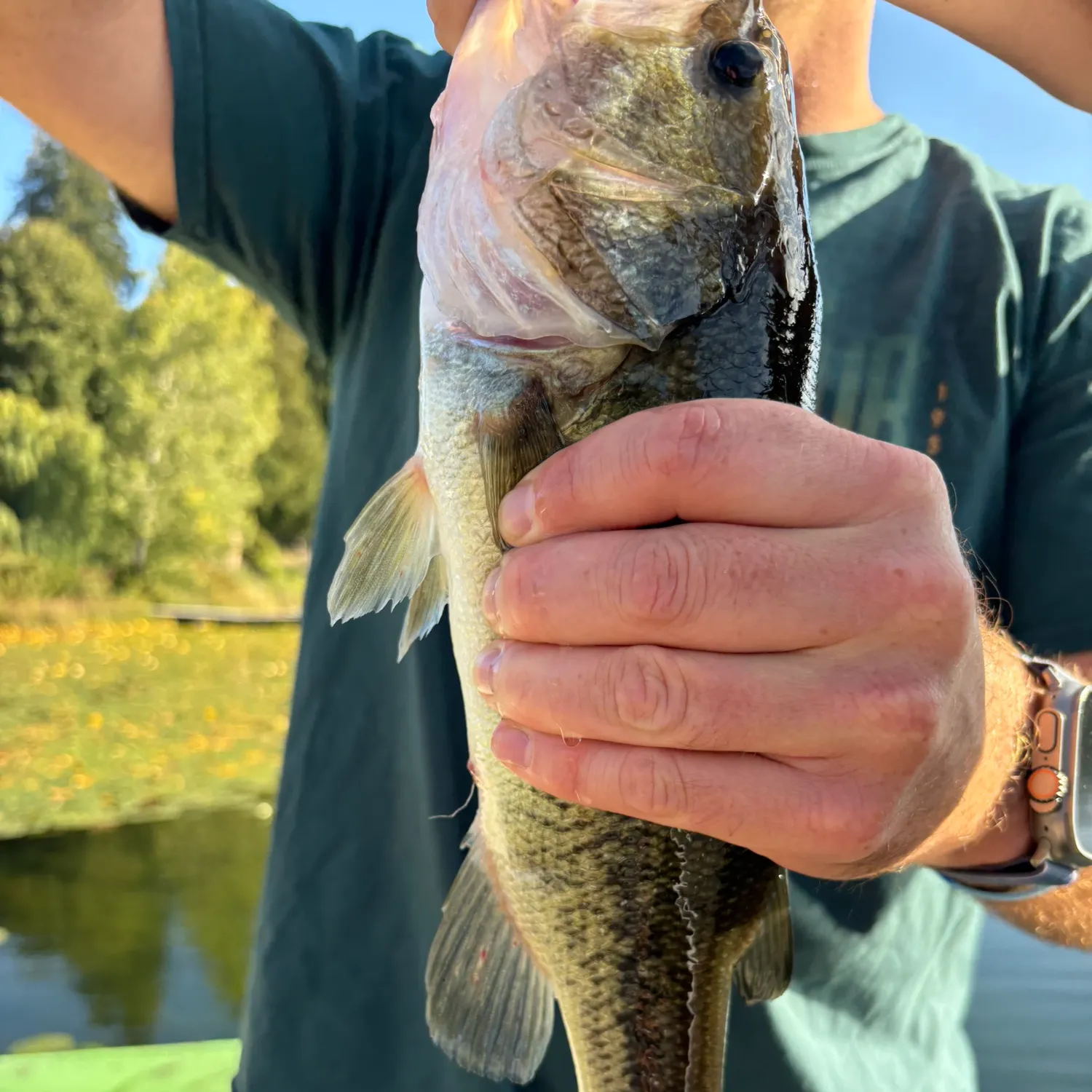Largemouth bass caught on Fishbrain