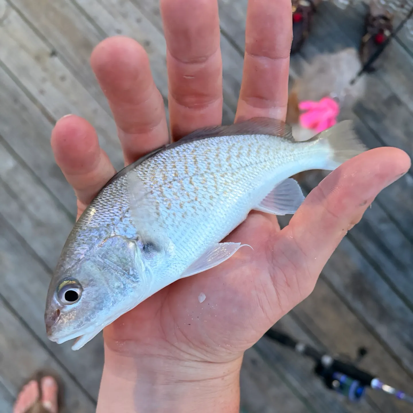 Atlantic croaker caught on Fishbrain