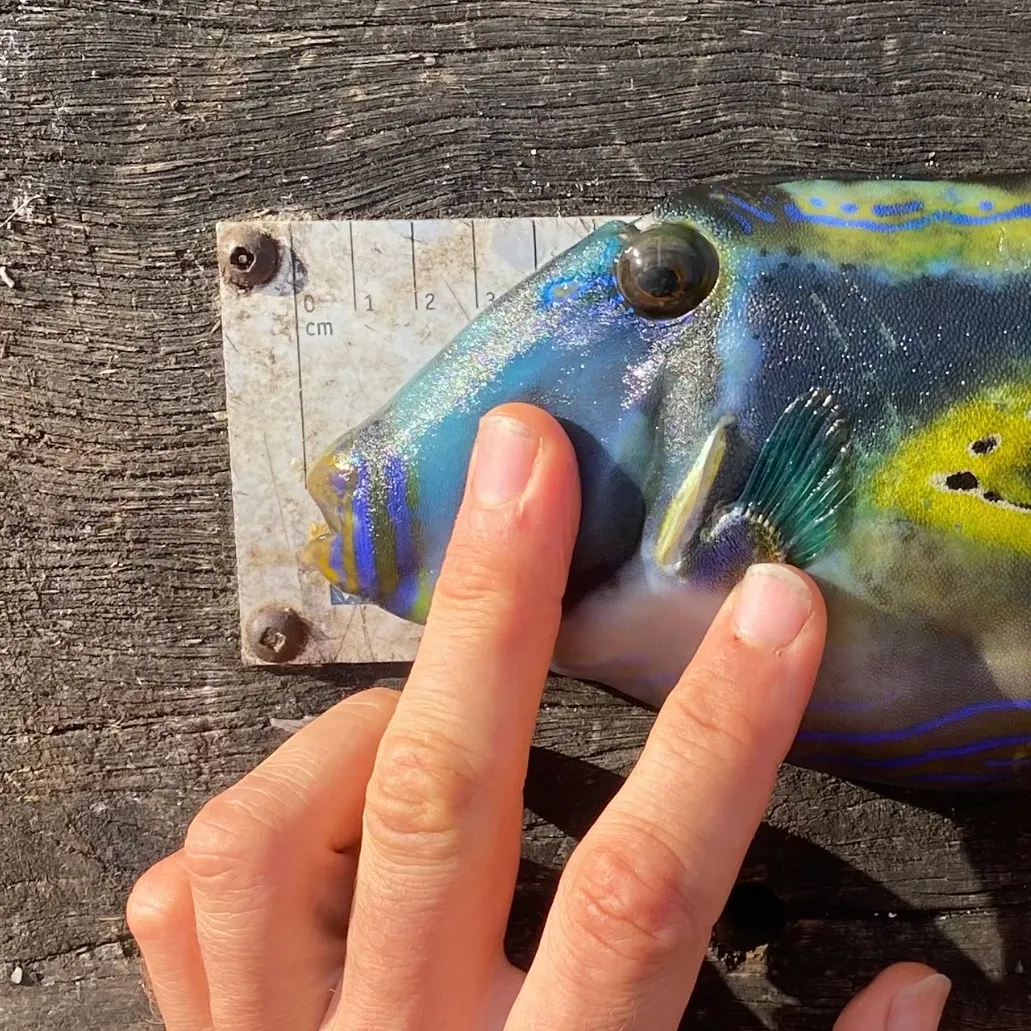 The most recent Black reef leatherjacket catches on Fishbrain