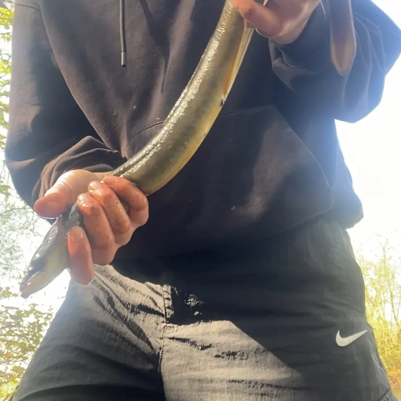 The most recent European eel catches on Fishbrain