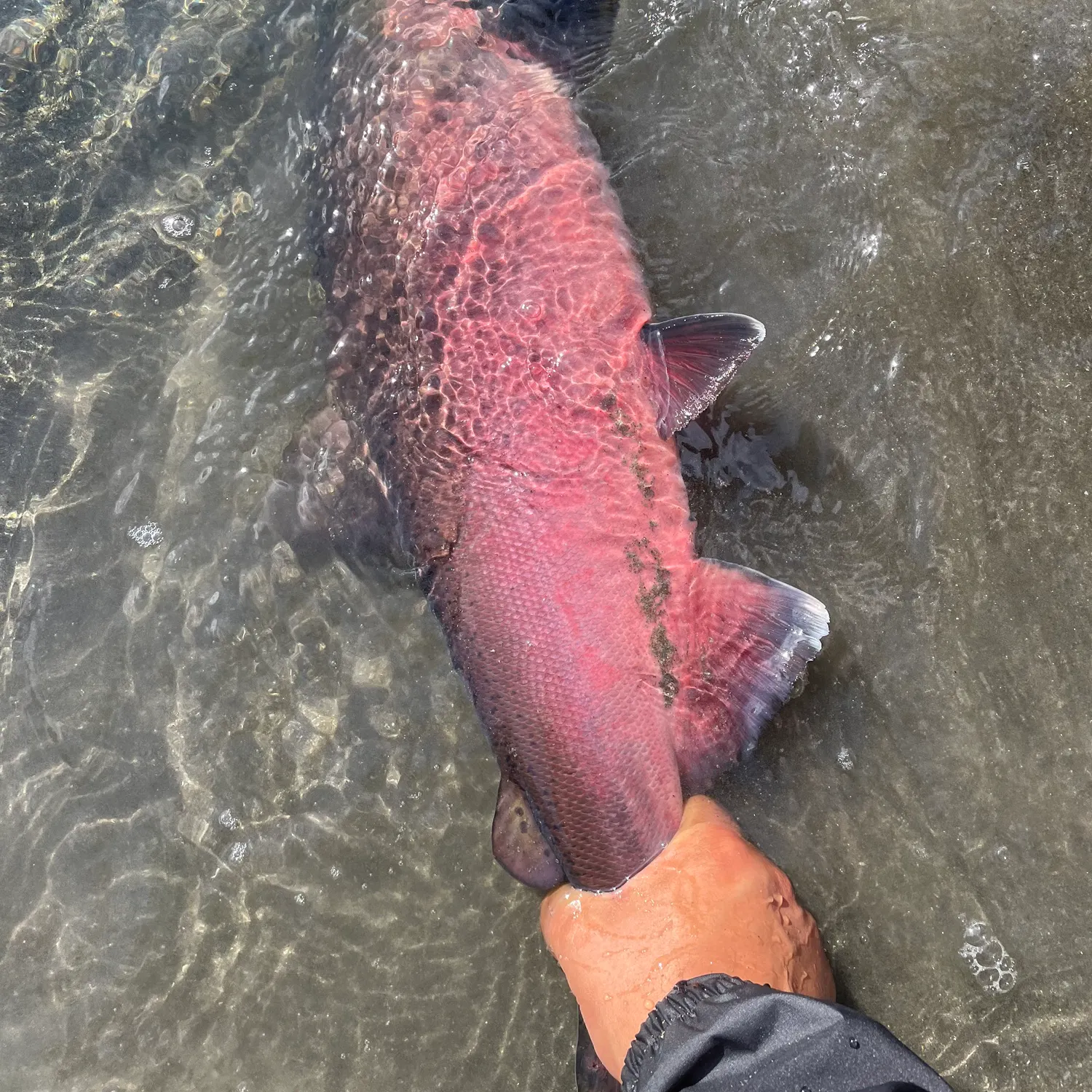 Coho salmon caught on Fishbrain