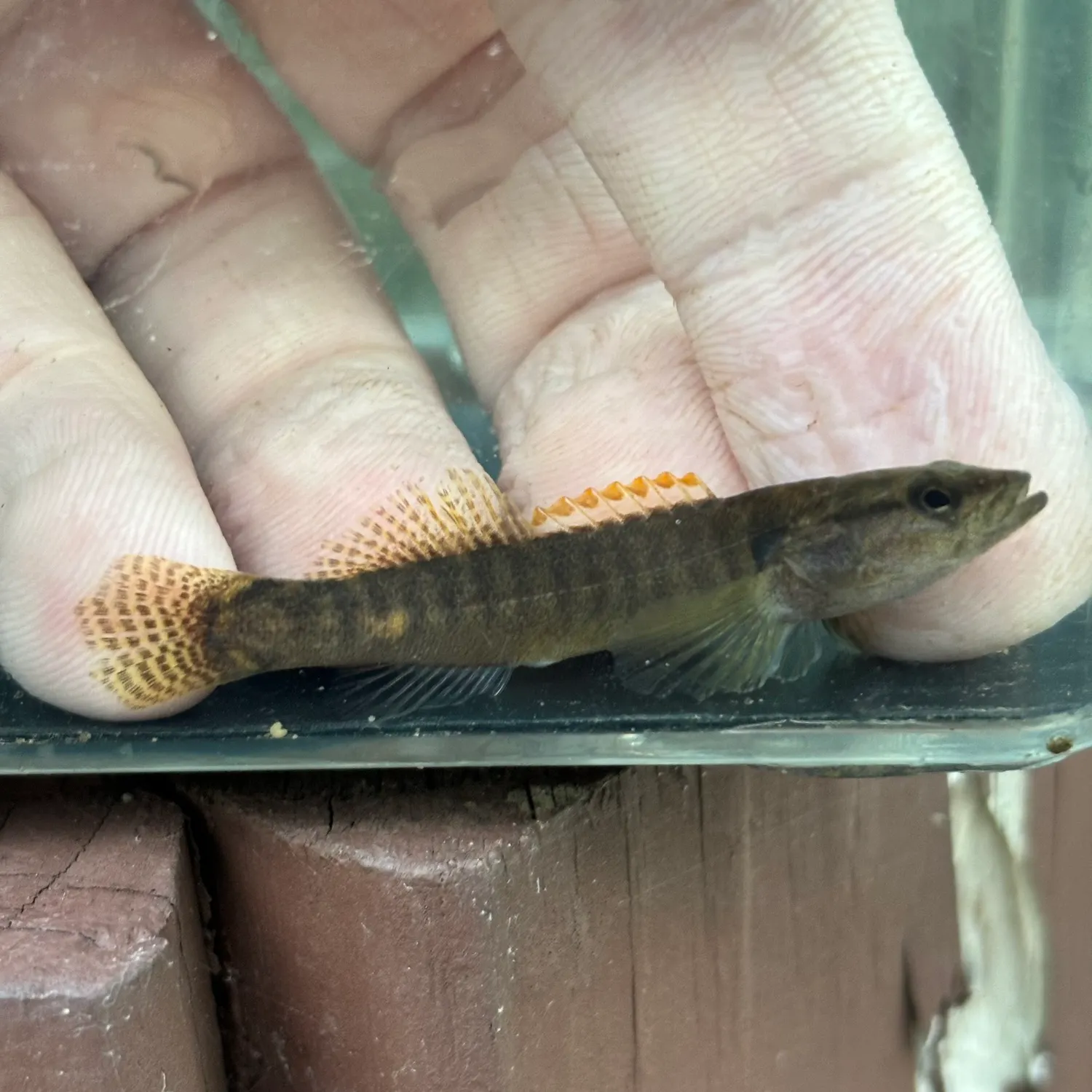The most recent Fantail darter catches on Fishbrain