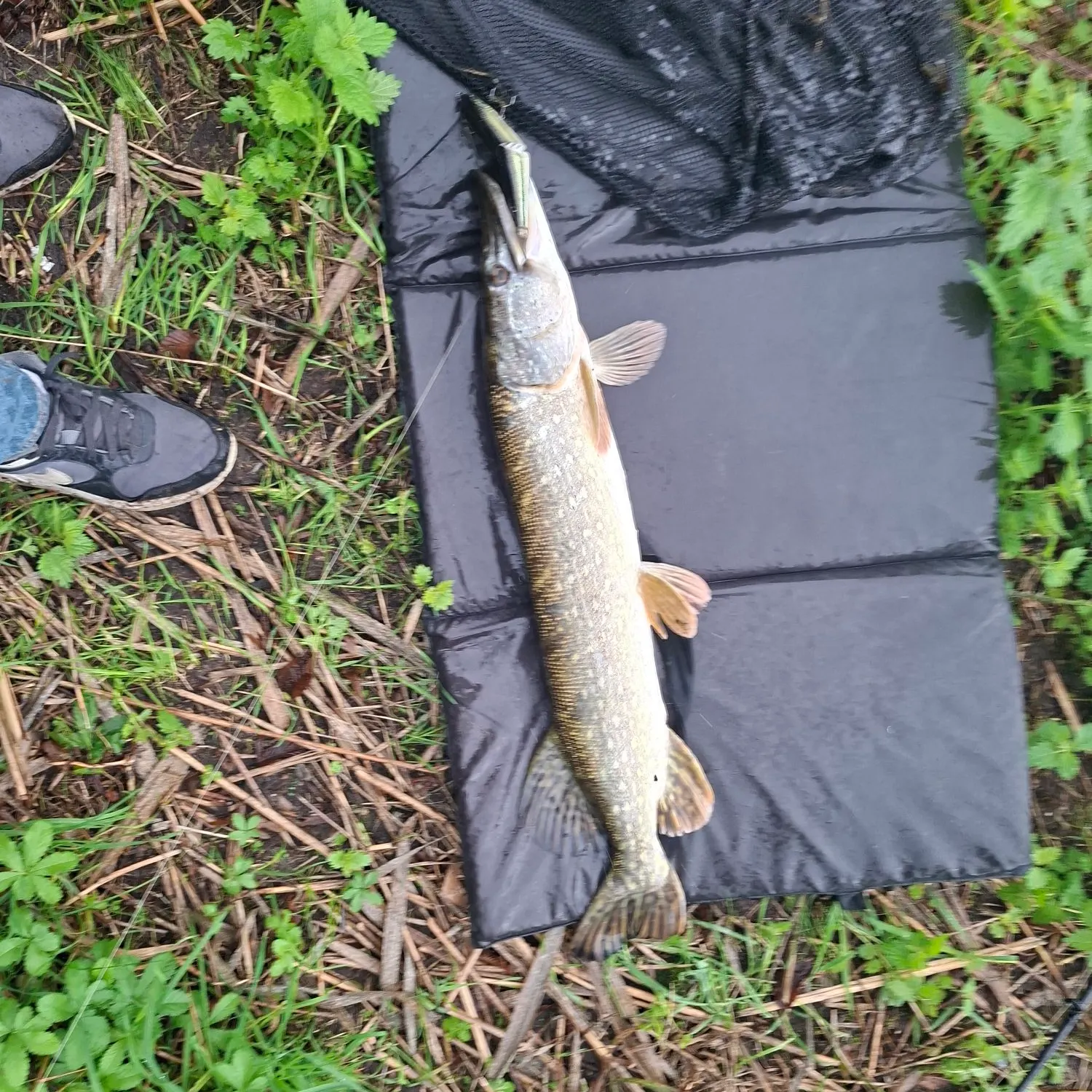 Northern pike caught on Fishbrain