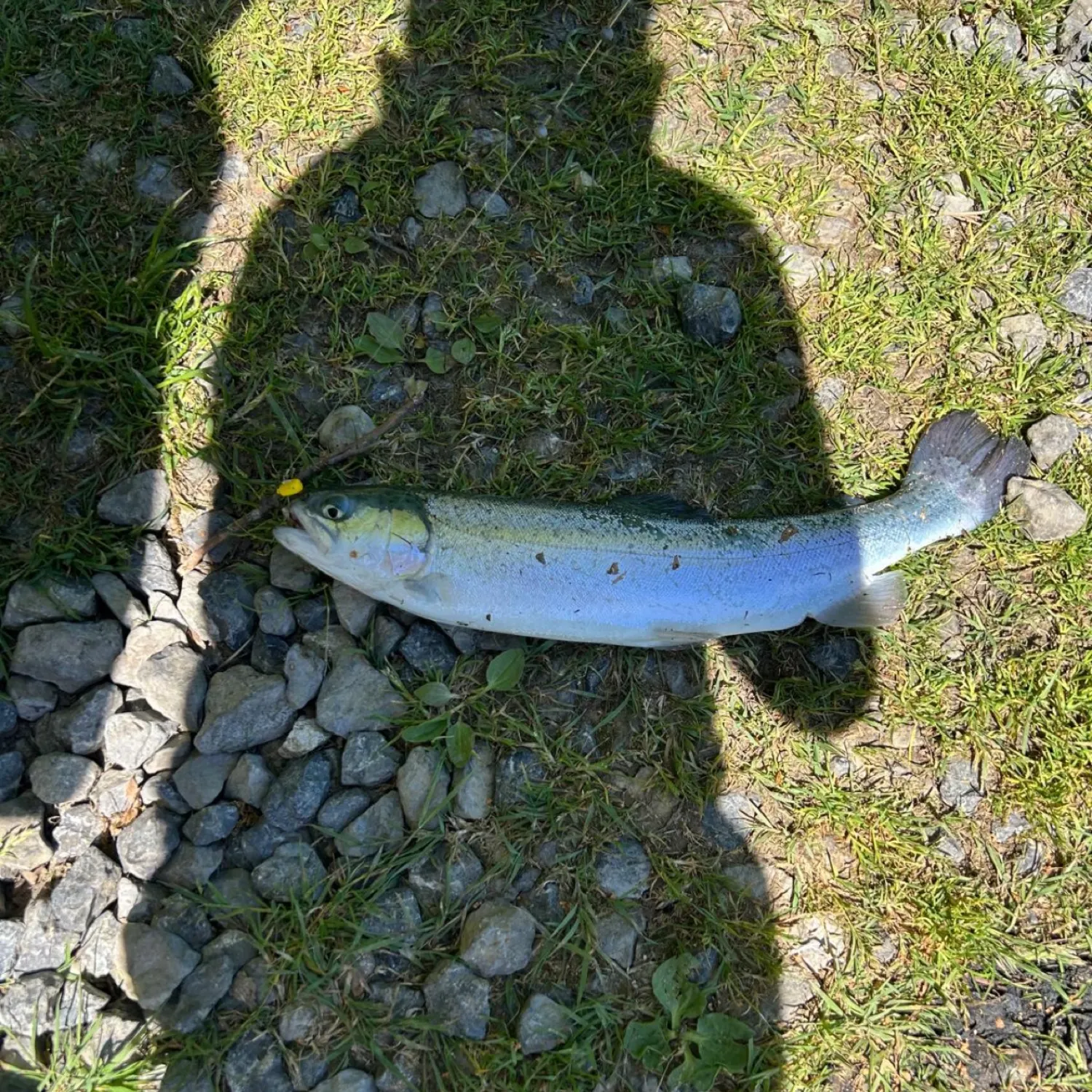 The most recent Brown trout catches on Fishbrain