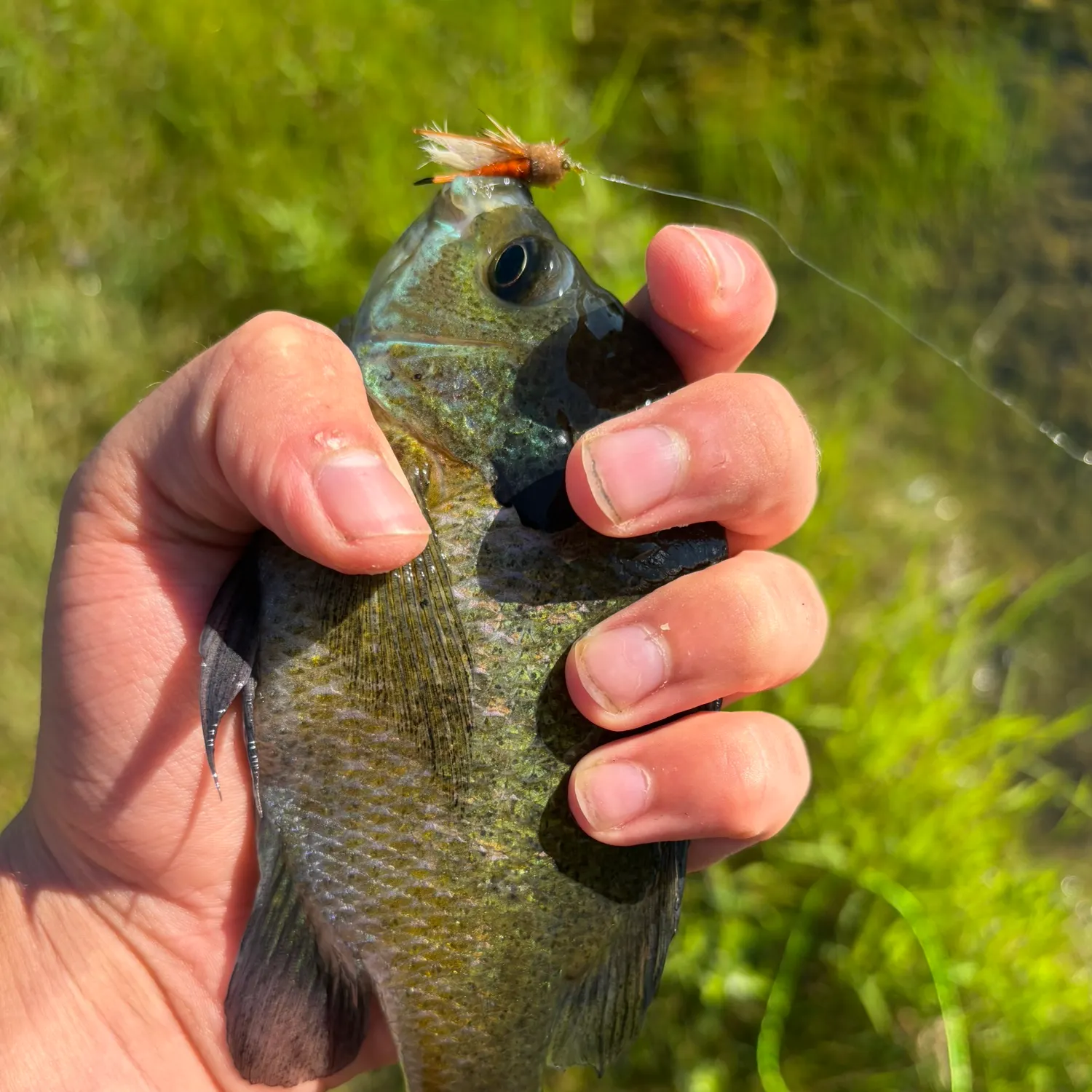 Bluegill caught on Fishbrain