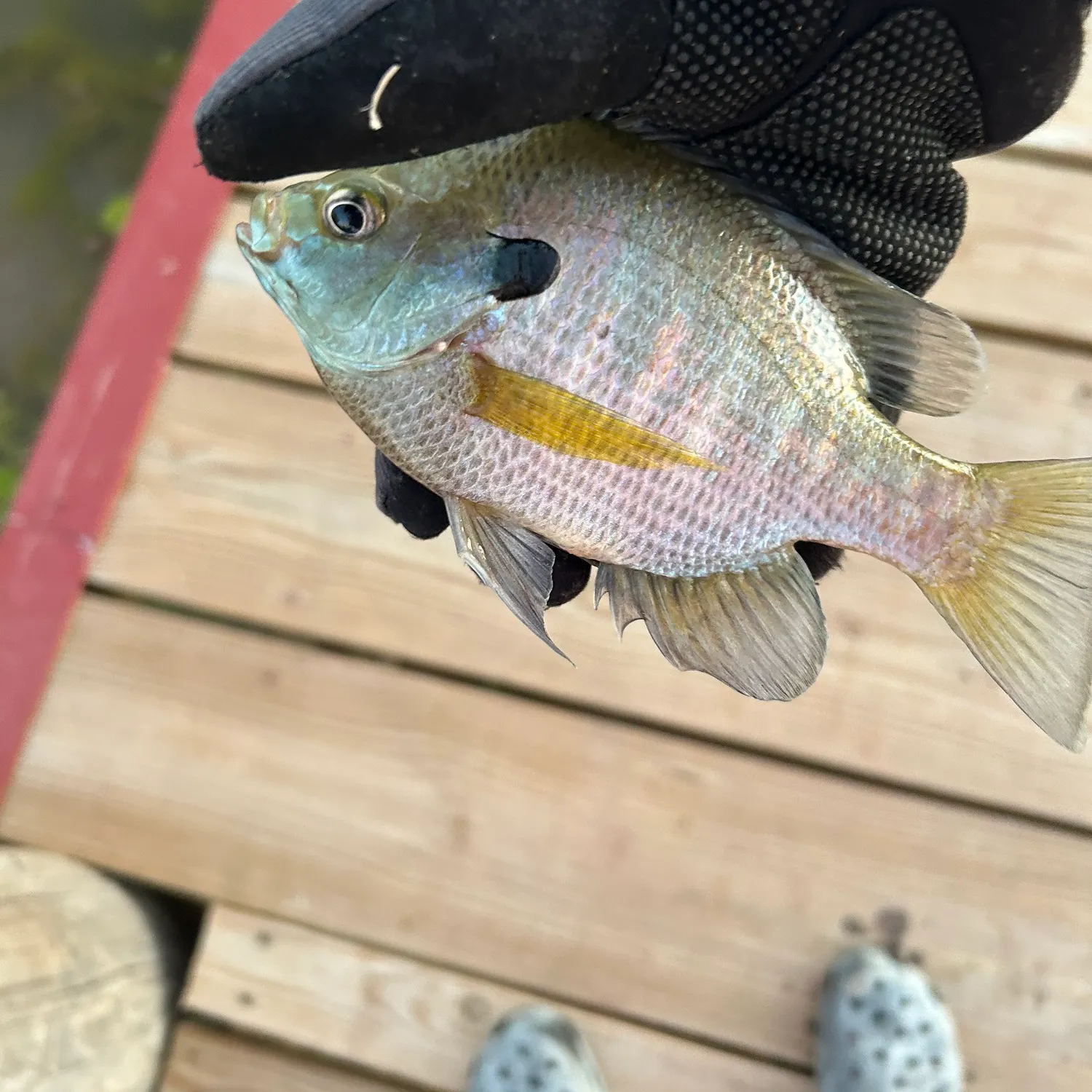 The most recent Coppernose bluegill catches on Fishbrain