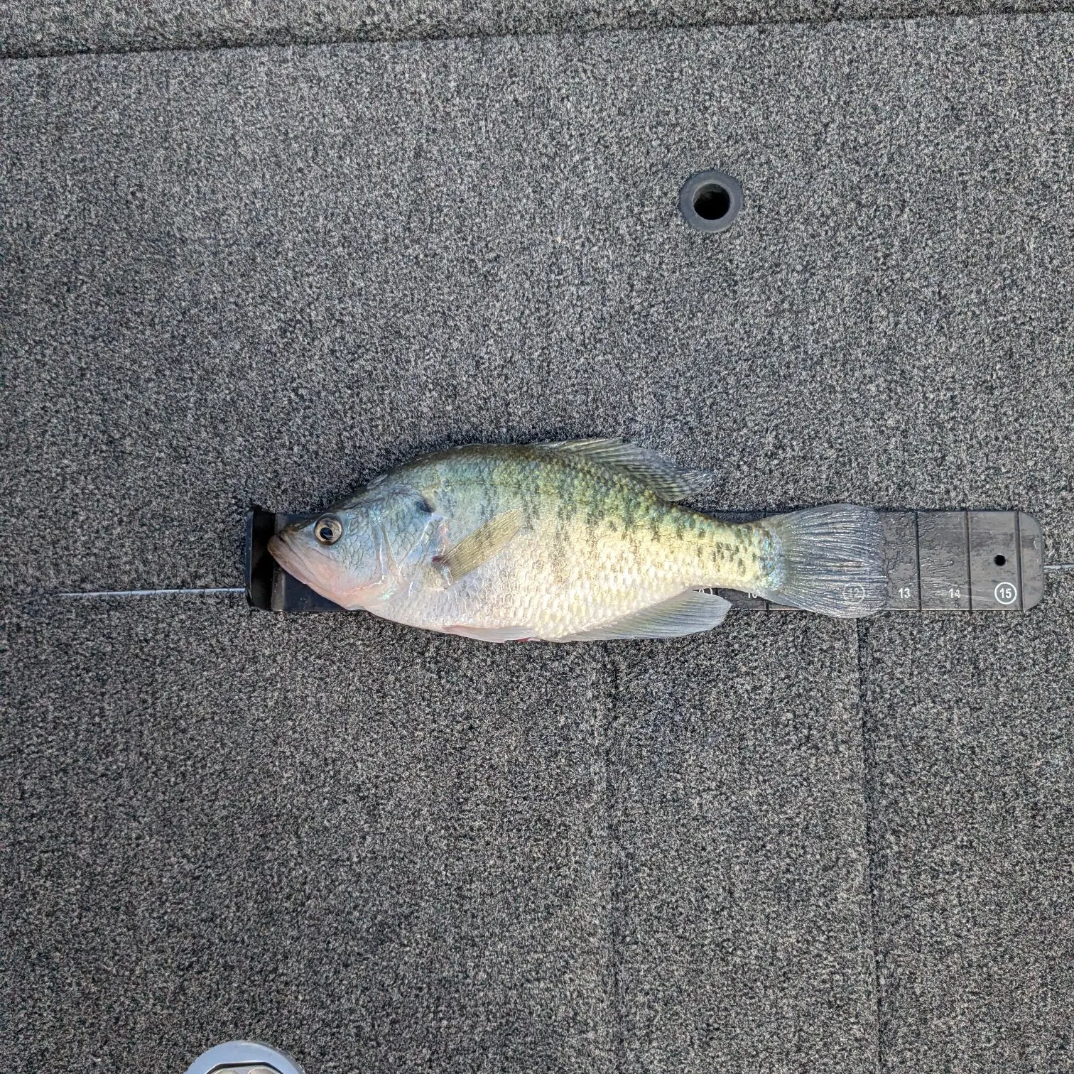australian bass lures for sale Bassman Aussie Crawler – Lake Mulwala Fish Camp Ski