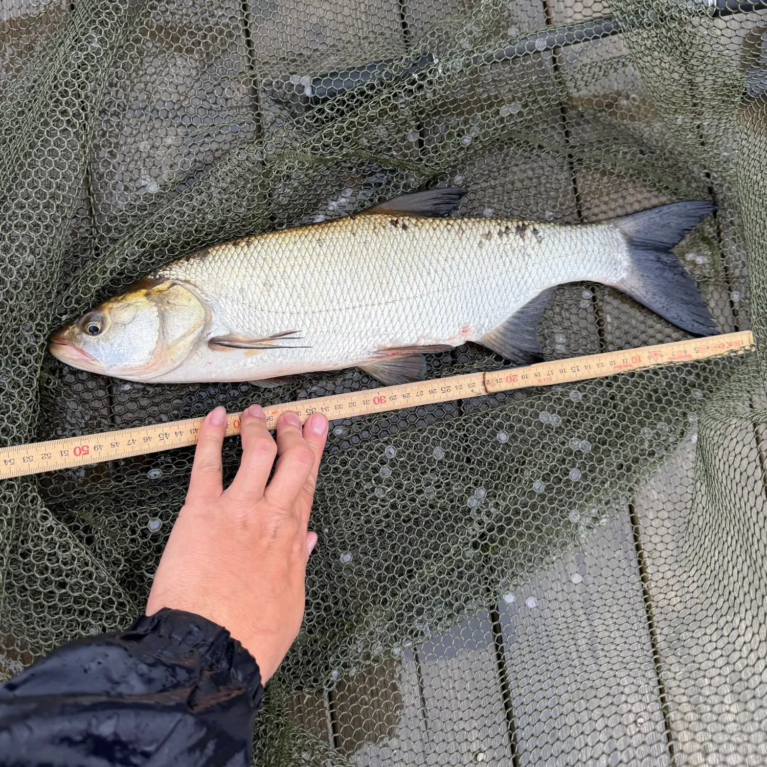 The most recent Asp catches on Fishbrain