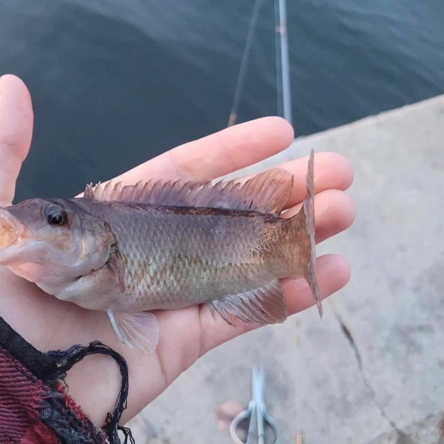 The most recent Cunner catches on Fishbrain