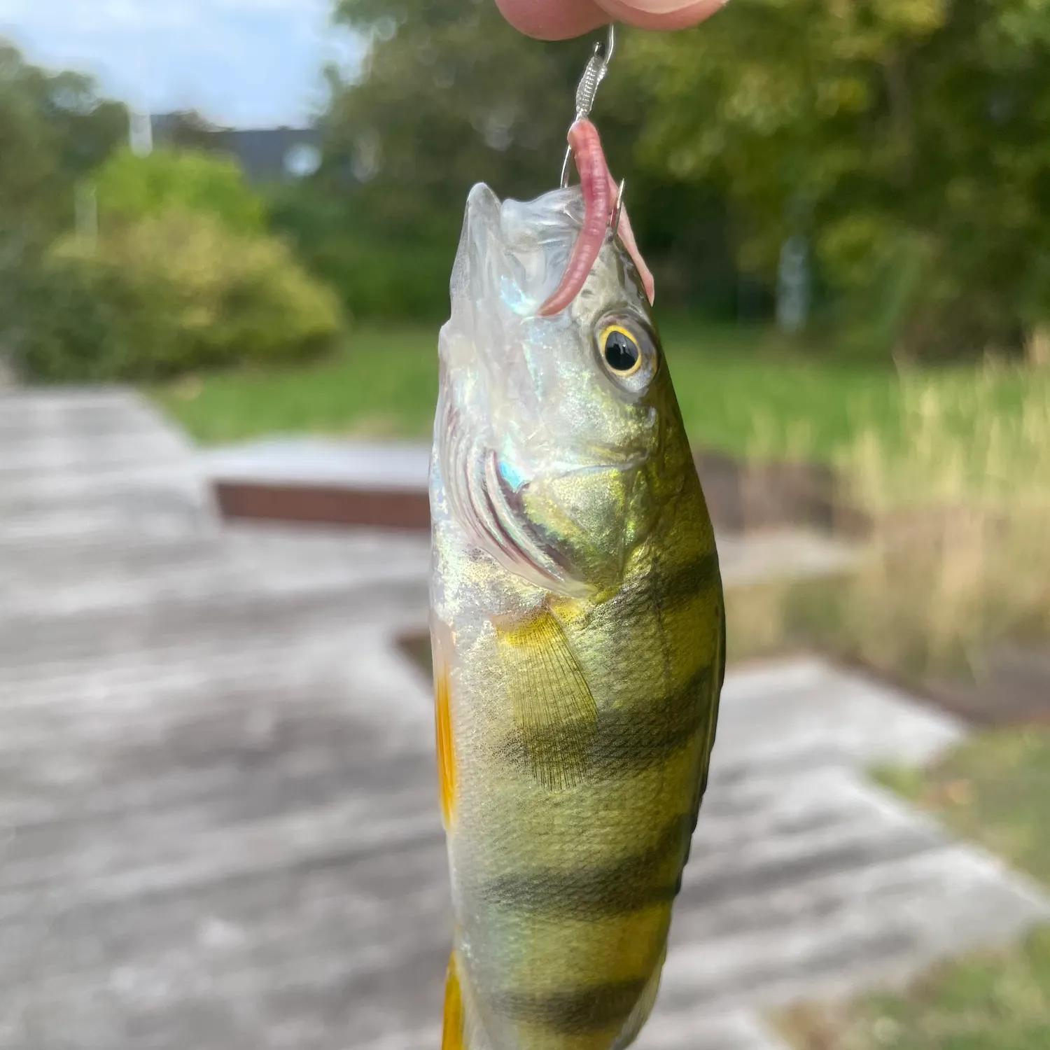 European perch caught on Fishbrain
