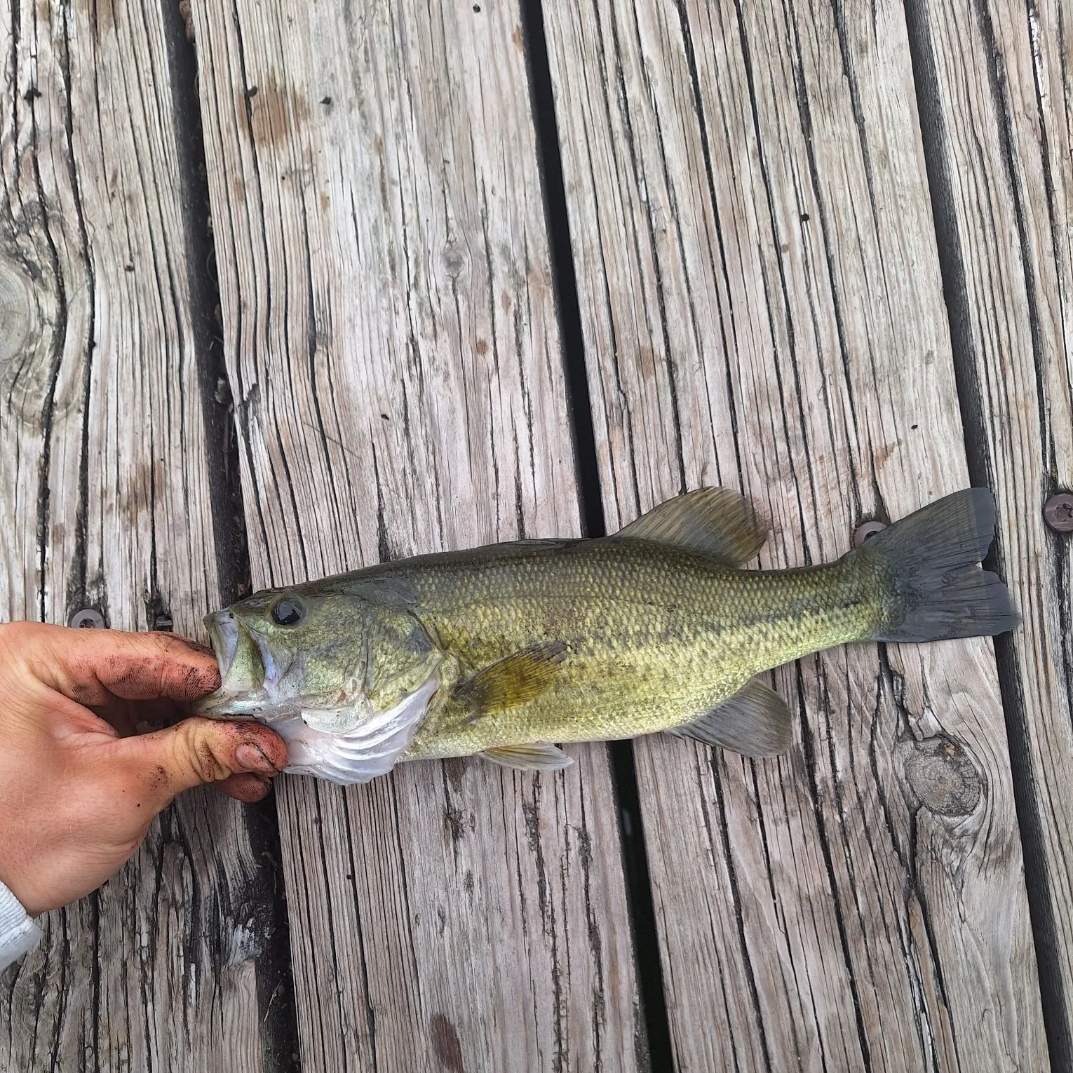 Largemouth bass caught on Fishbrain