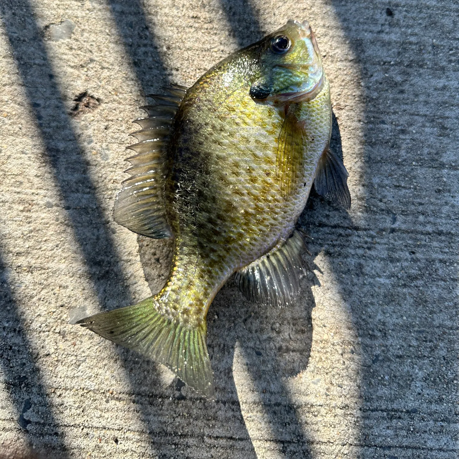 Bluegill caught on Fishbrain