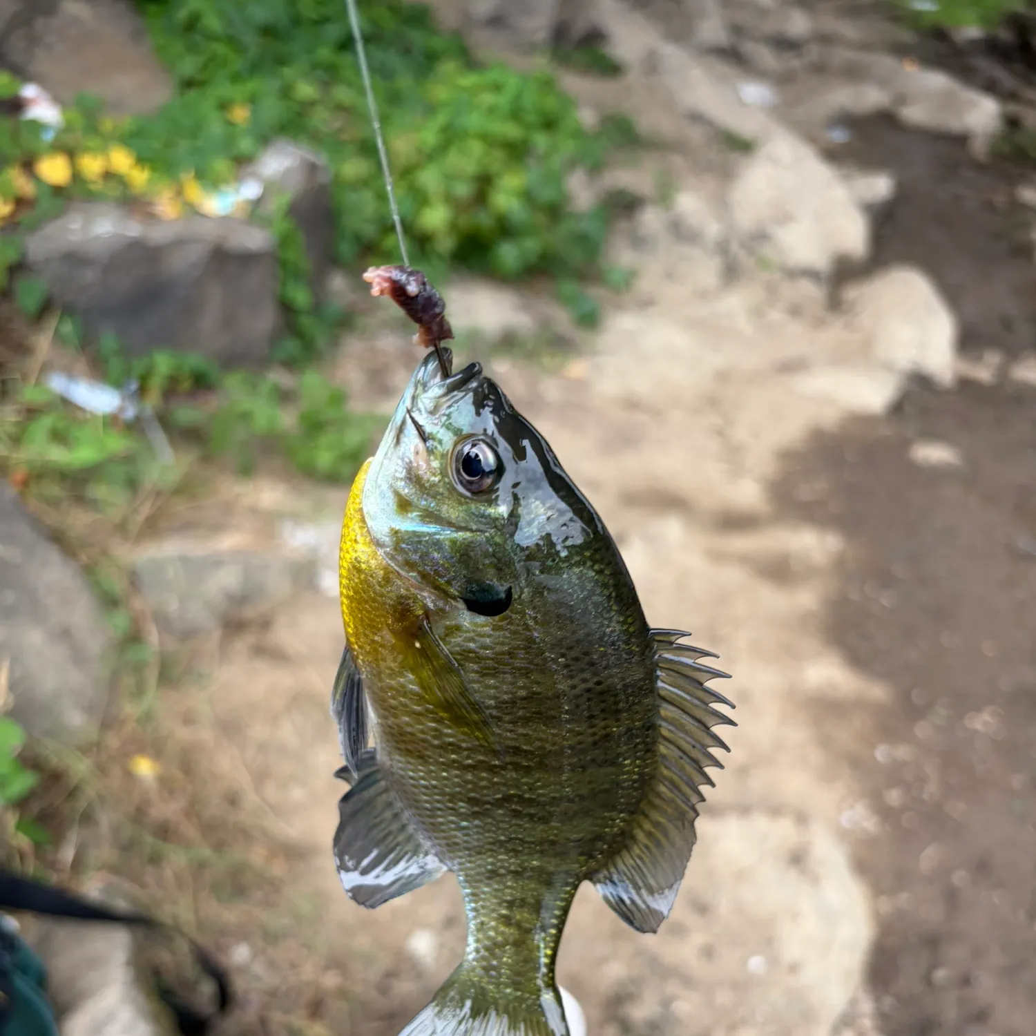 Bluegill caught on Fishbrain