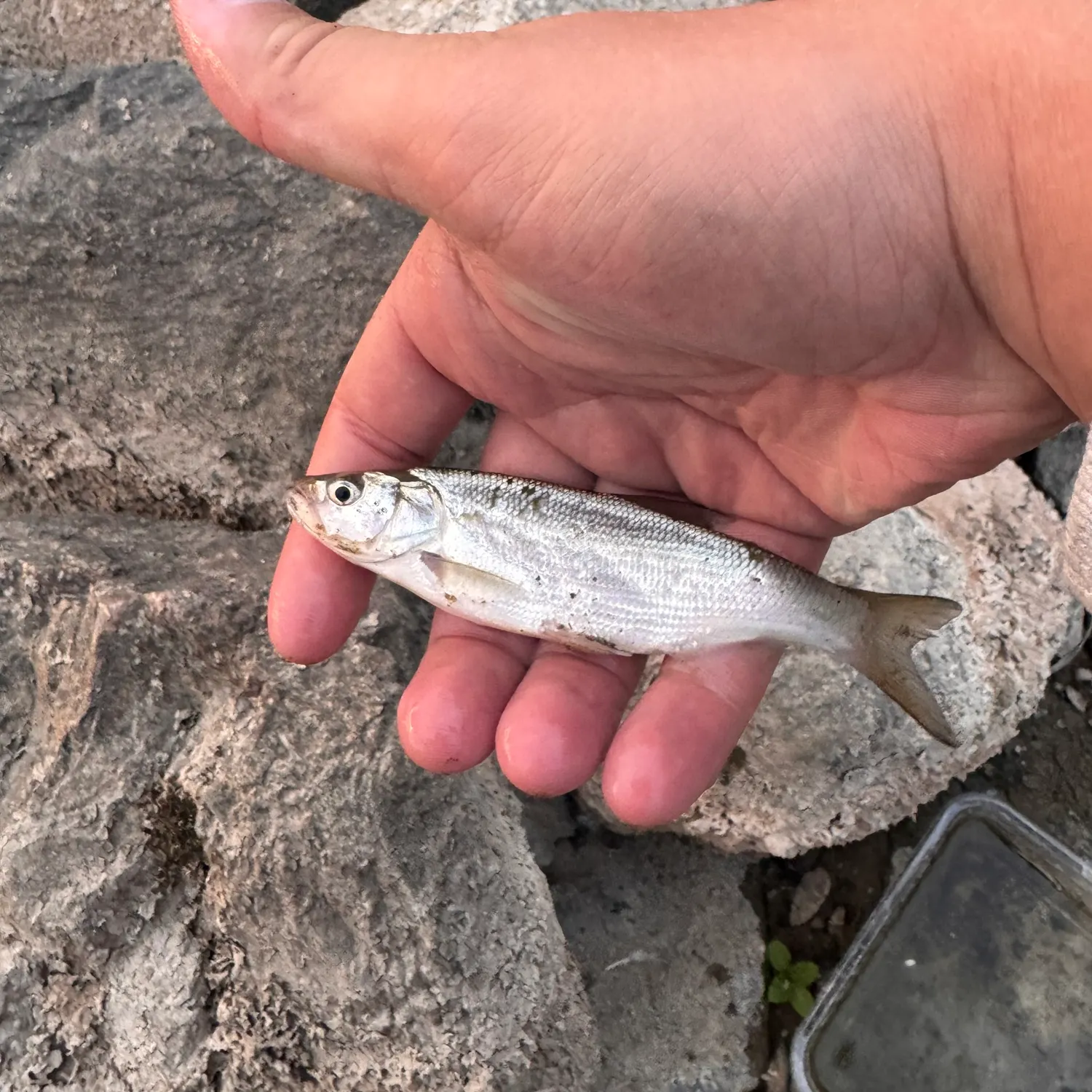 Asp caught on Fishbrain