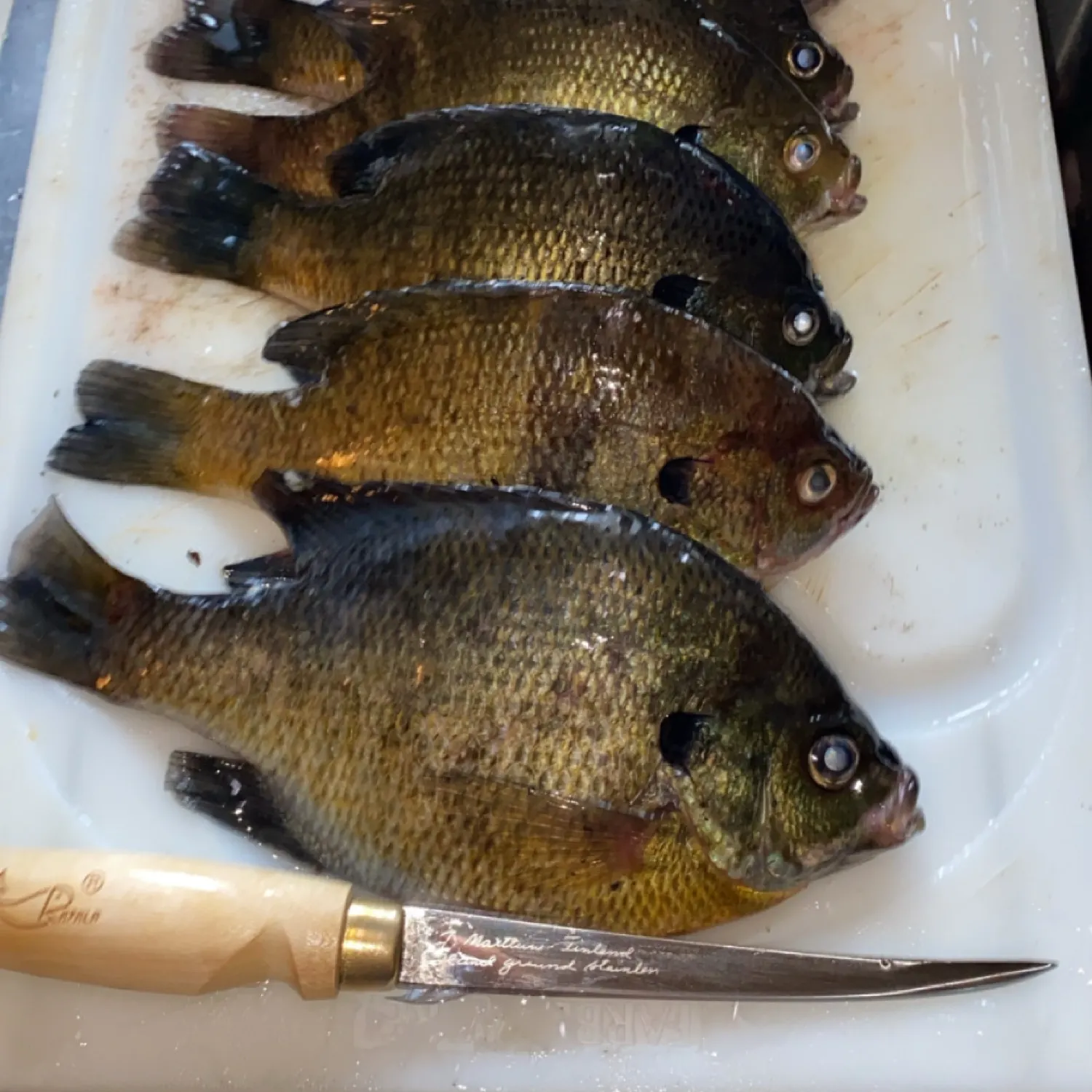 recently logged catches