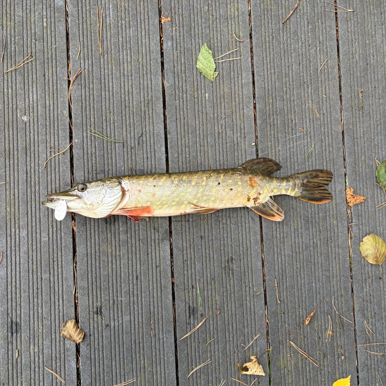 Northern pike caught on Fishbrain