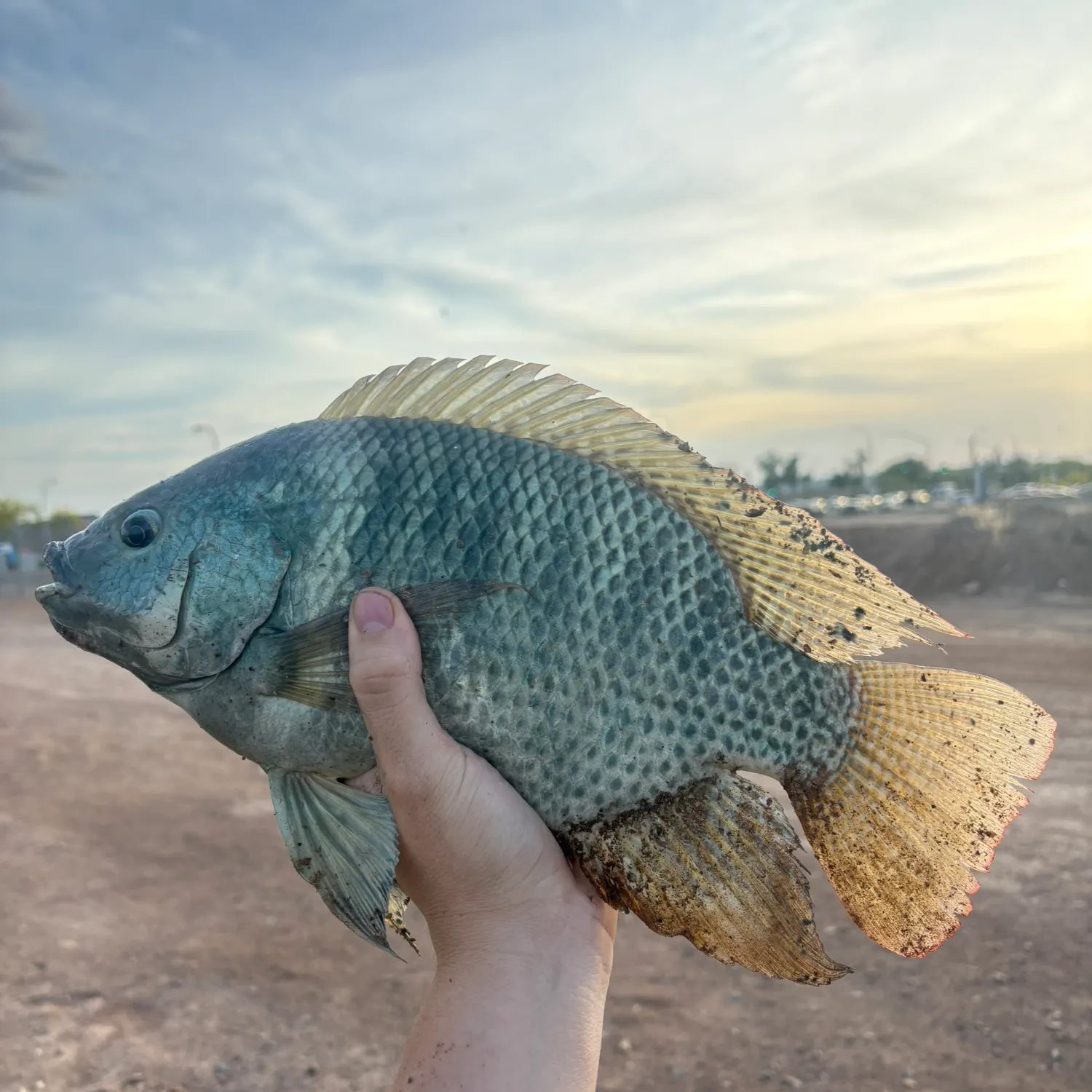 The most recent Blue tilapia catches on Fishbrain