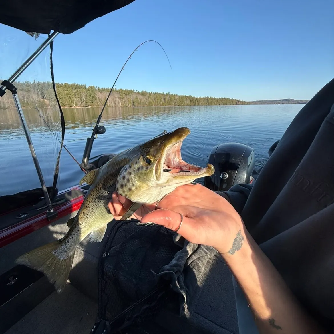 The most recent Landlocked atlantic salmon catches on Fishbrain