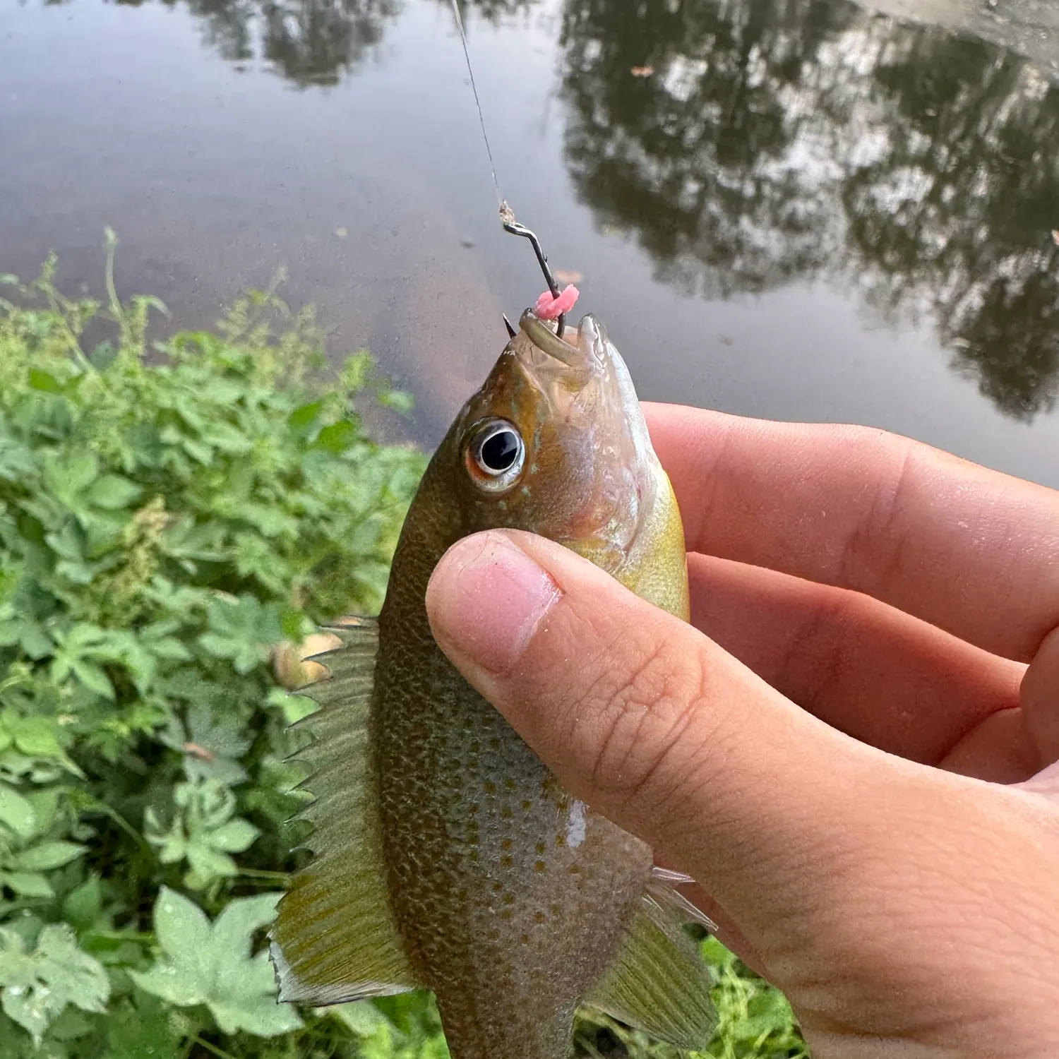 Redbreast sunfish caught on Fishbrain