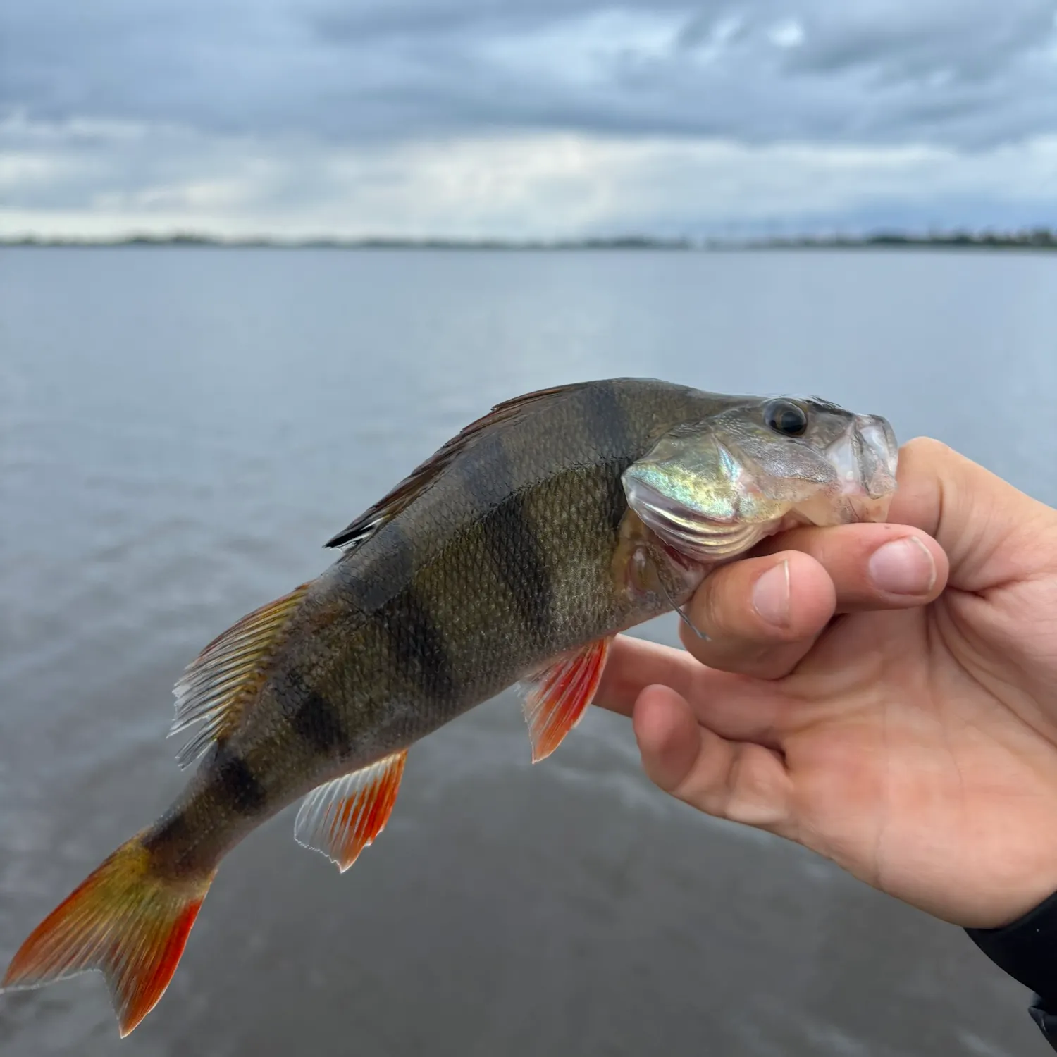 European perch caught on Fishbrain
