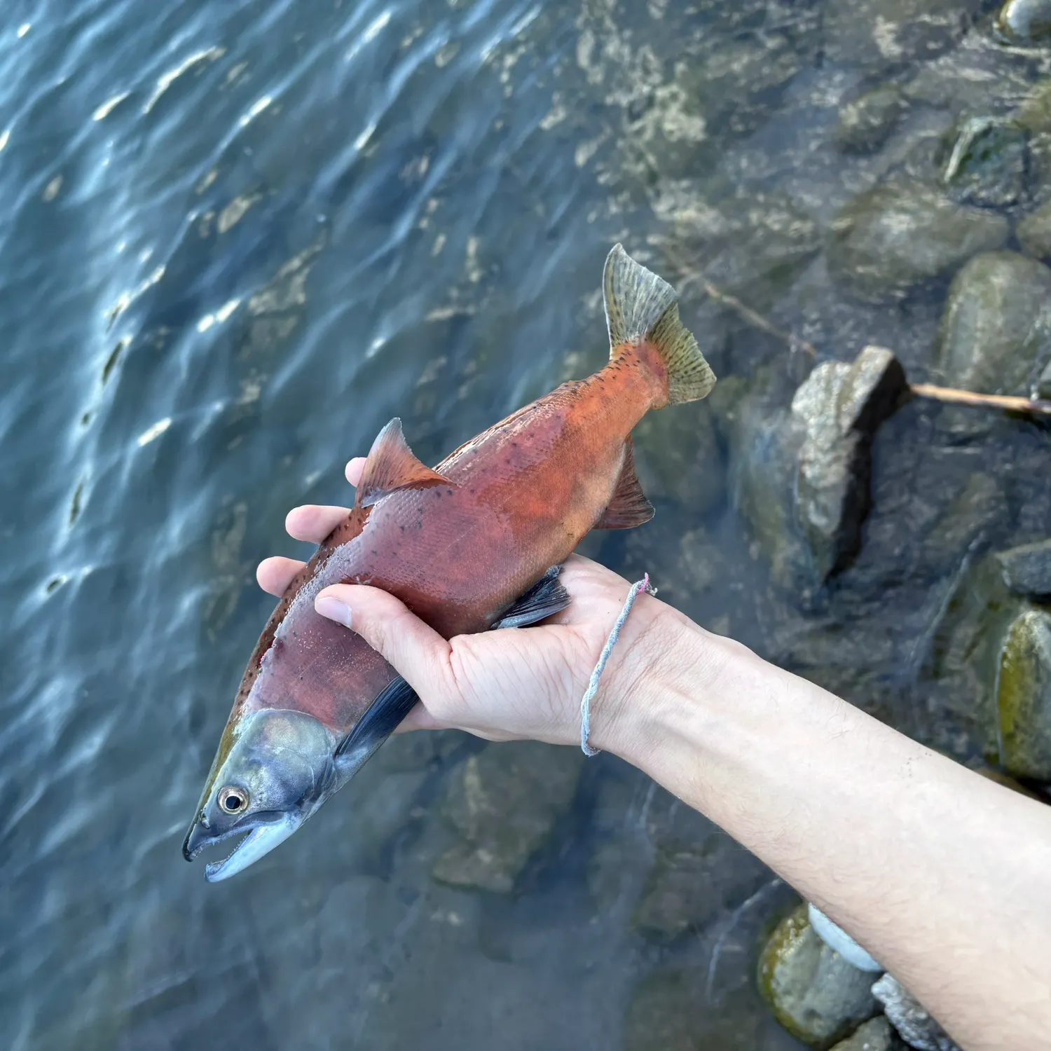 Kokanee salmon caught on Fishbrain