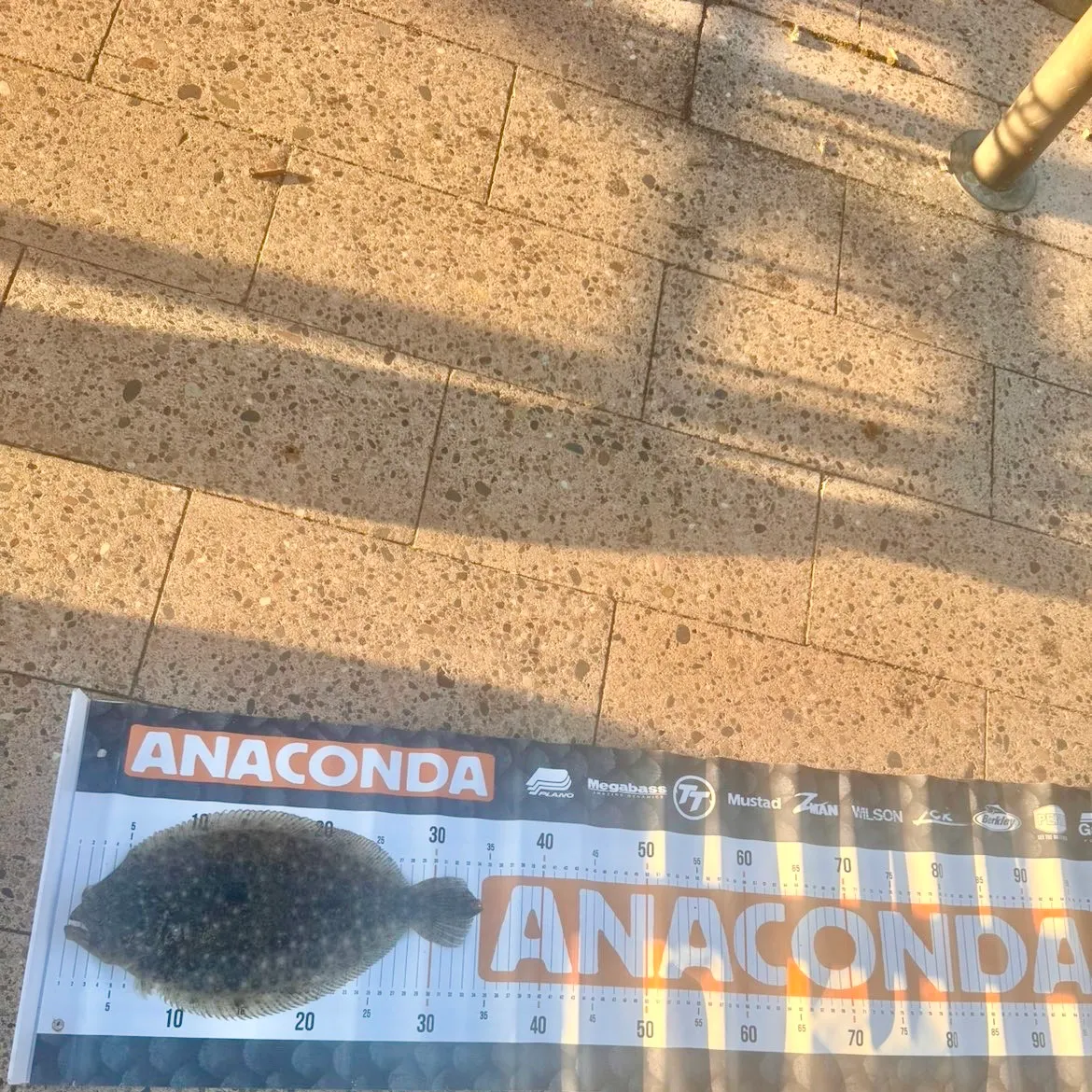 Largetooth flounder caught on Fishbrain
