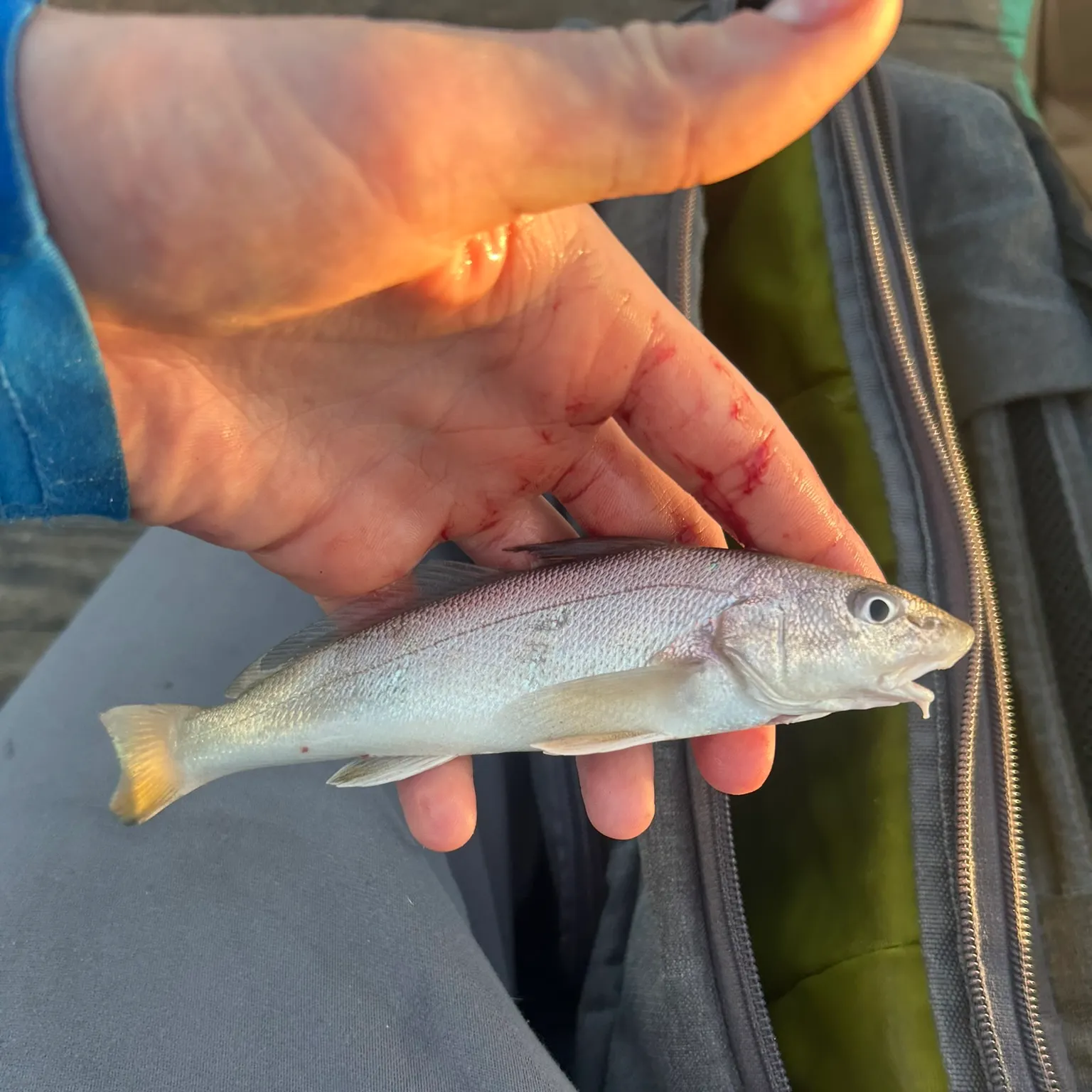 The most recent Gulf kingcroaker catches on Fishbrain