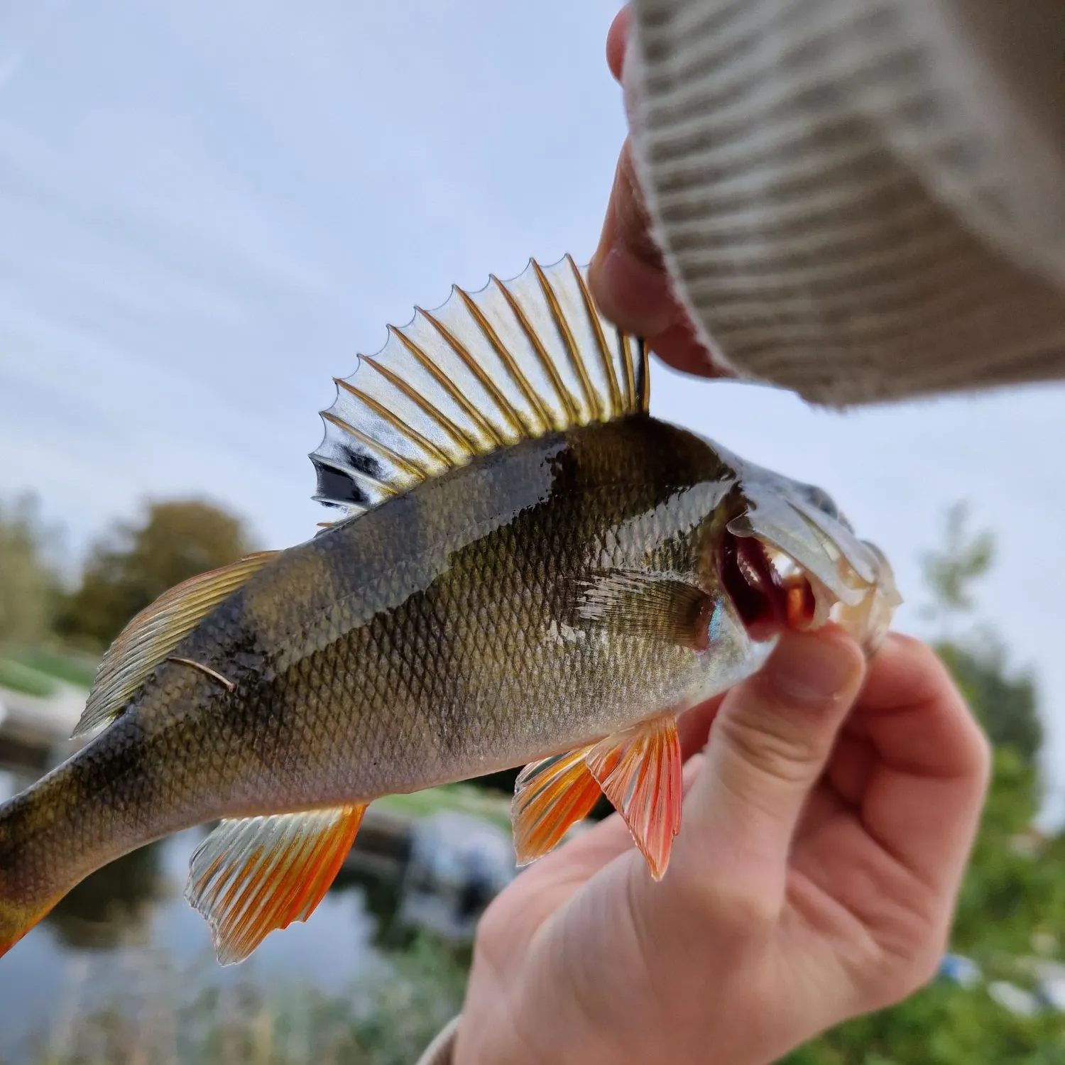 European perch caught on Fishbrain