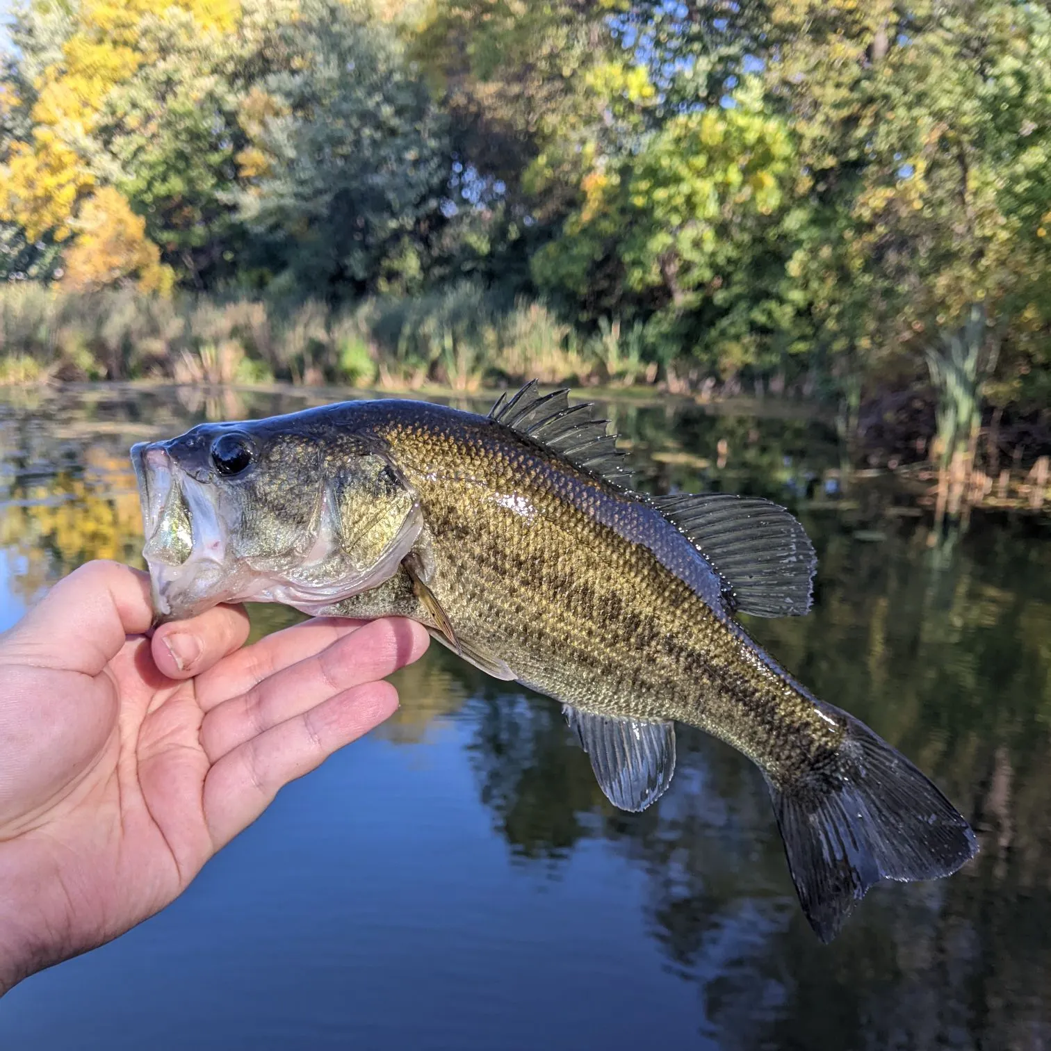 Largemouth bass caught on Fishbrain