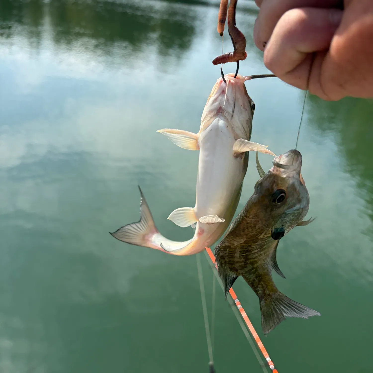 Bluegill caught on Fishbrain