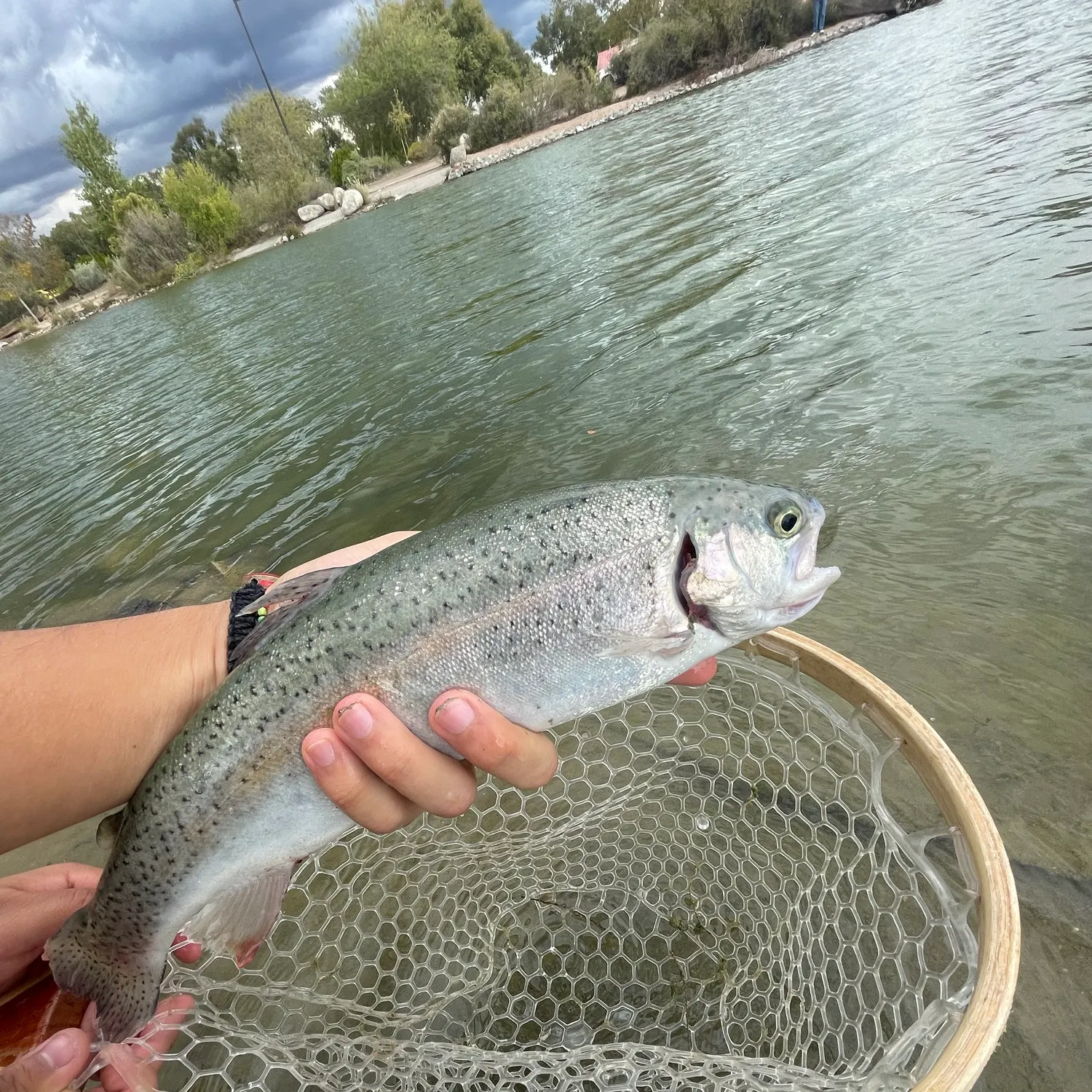 Rainbow trout caught on Fishbrain