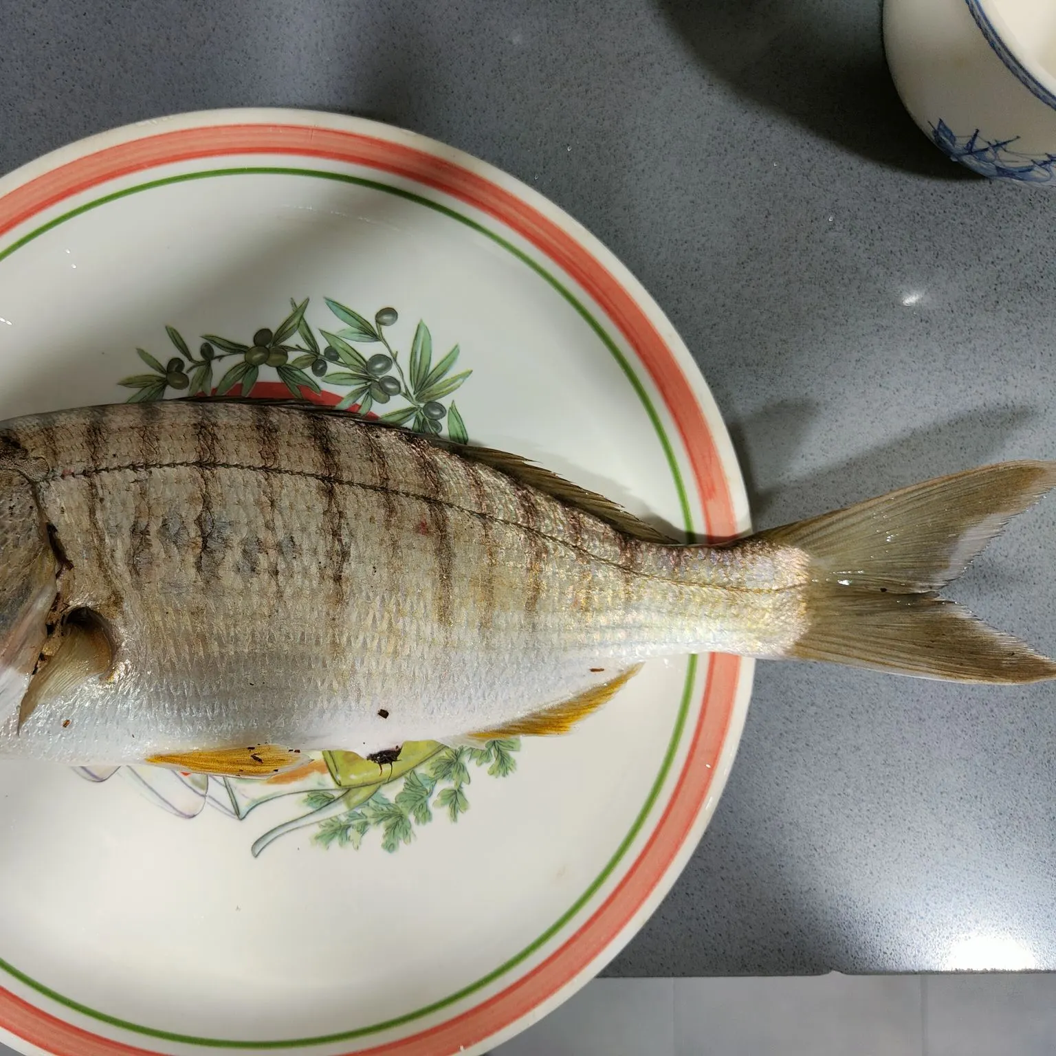 The most recent Striped seabream catches on Fishbrain