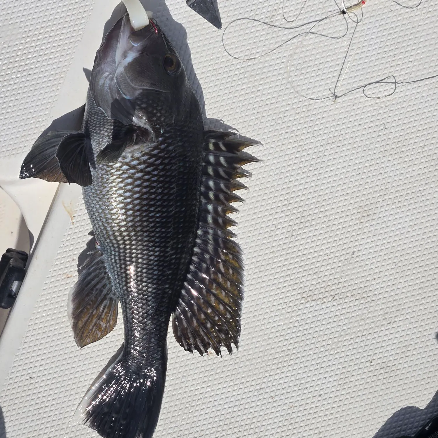 Black sea bass caught on Fishbrain