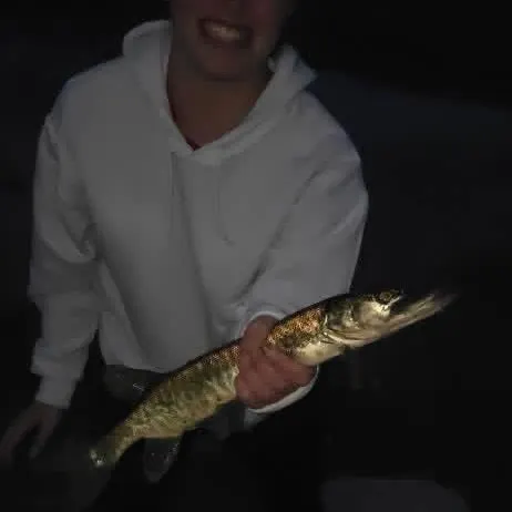 The most recent Tiger muskellunge catches on Fishbrain