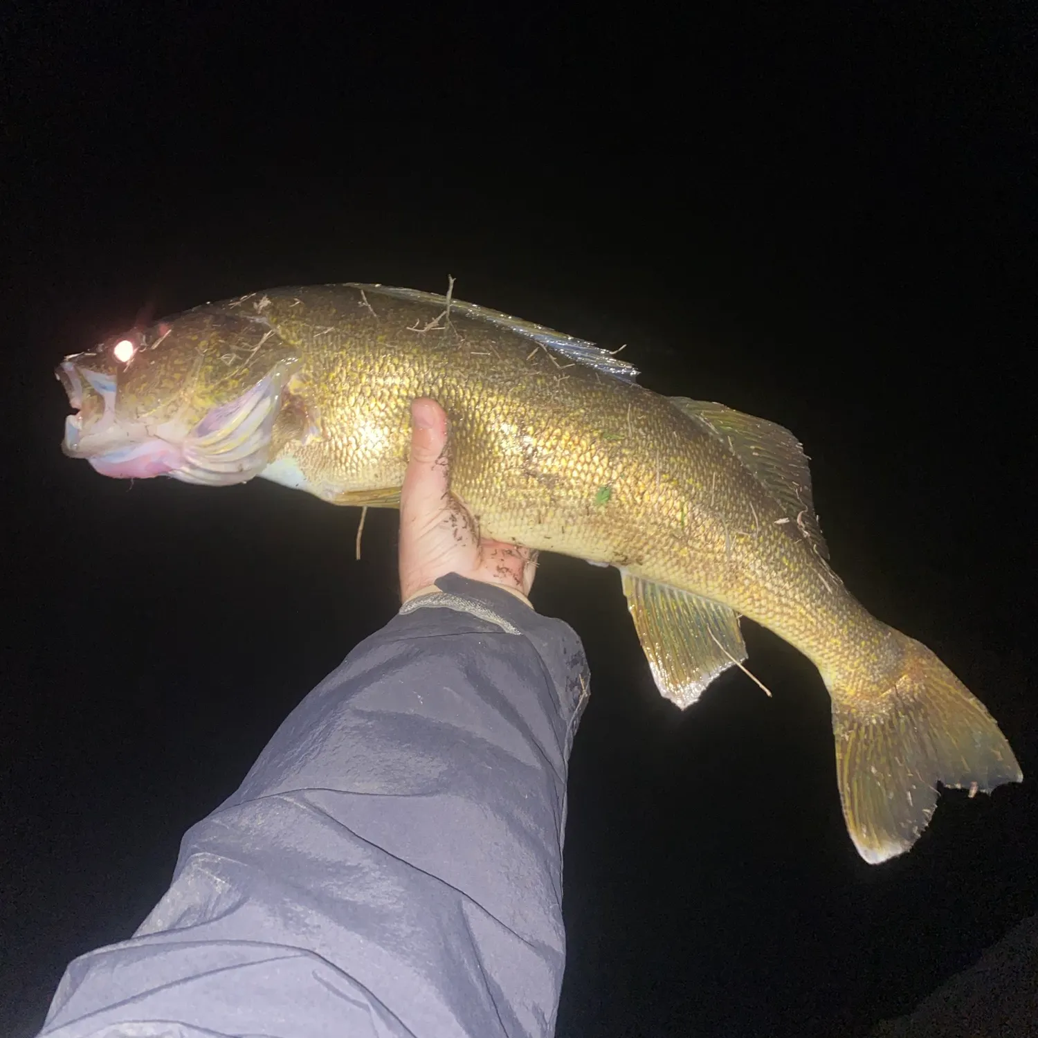 Walleye caught on Fishbrain