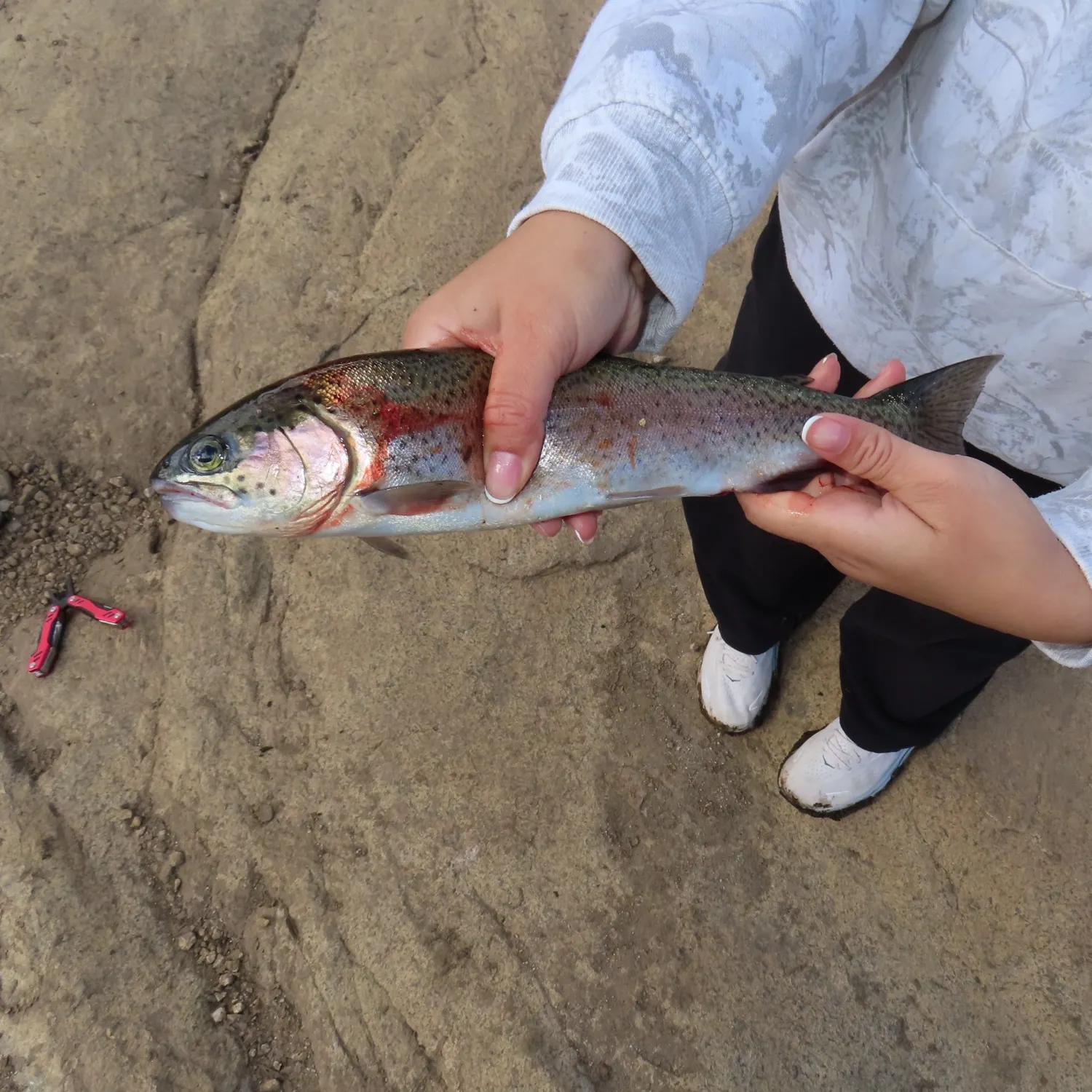 Rainbow trout caught on Fishbrain