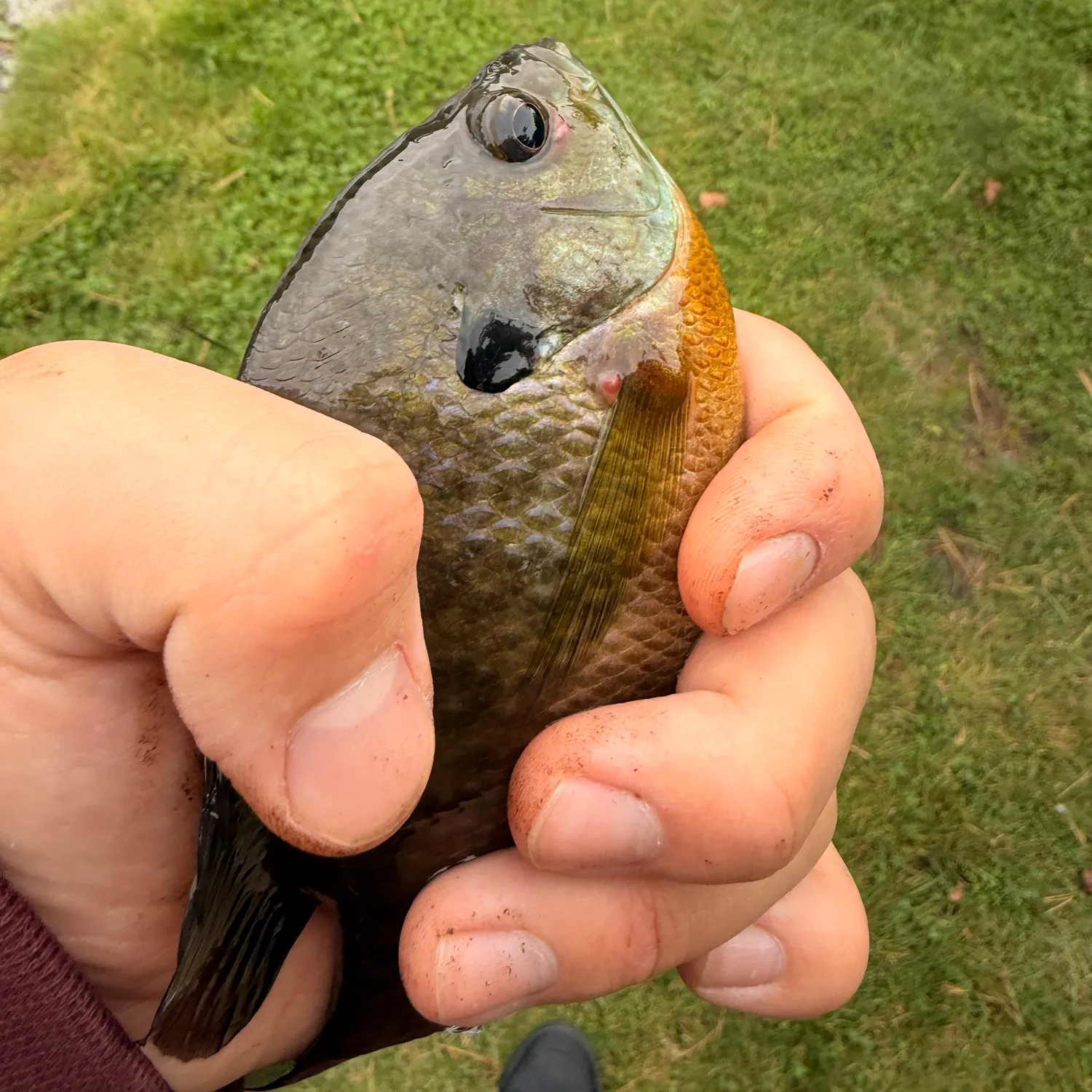 Bluegill caught on Fishbrain