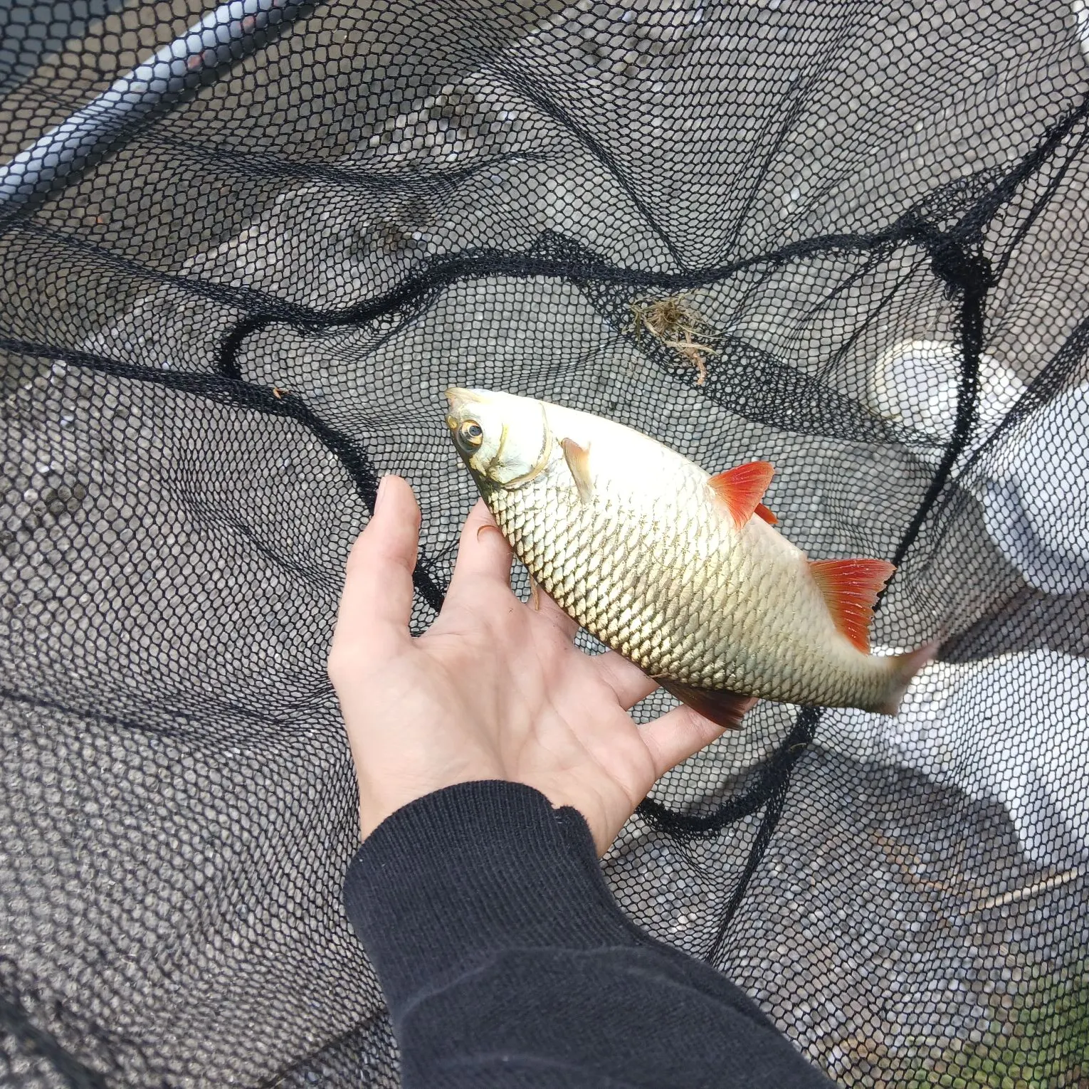 European chub caught on Fishbrain