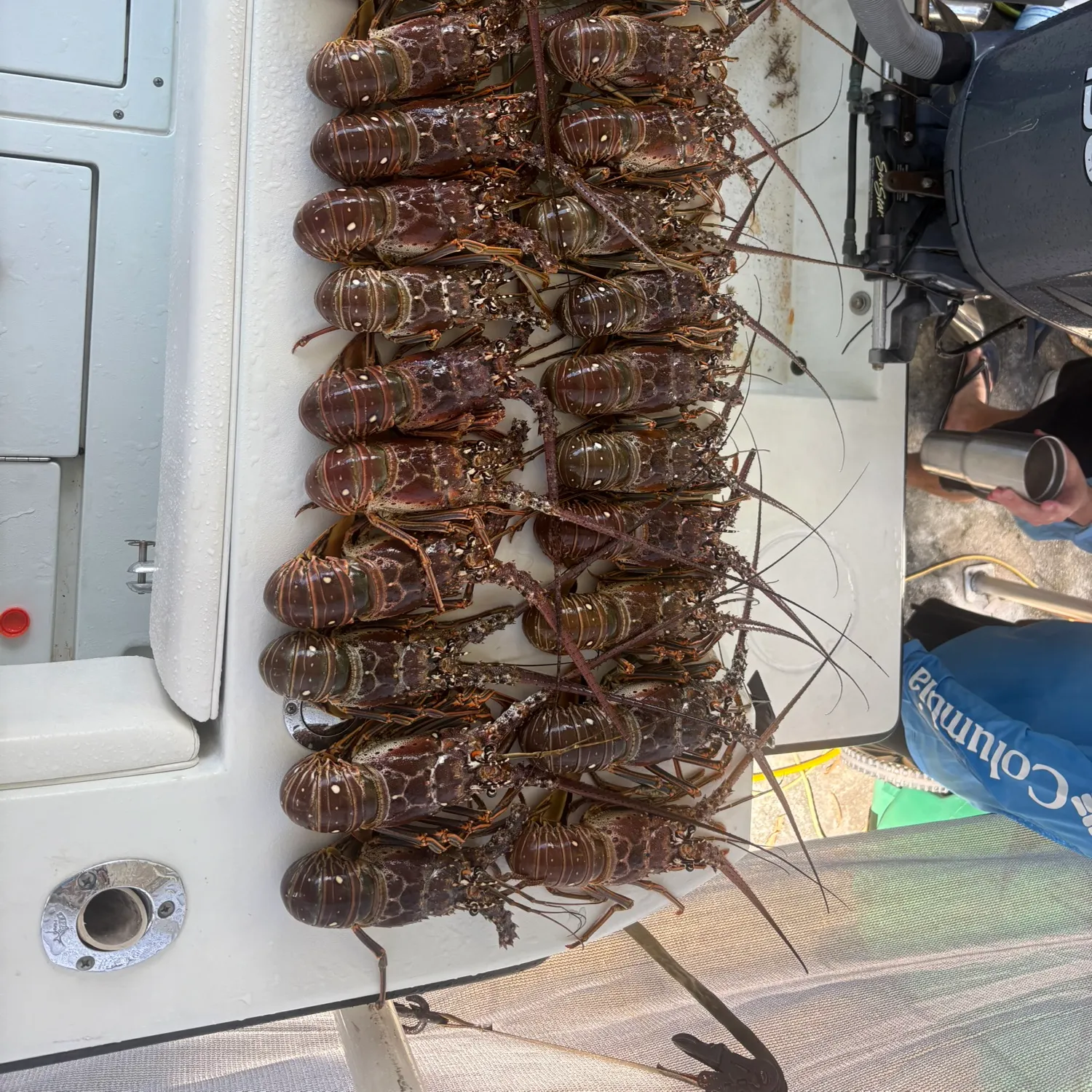The most recent Caribbean spiny lobster catches on Fishbrain