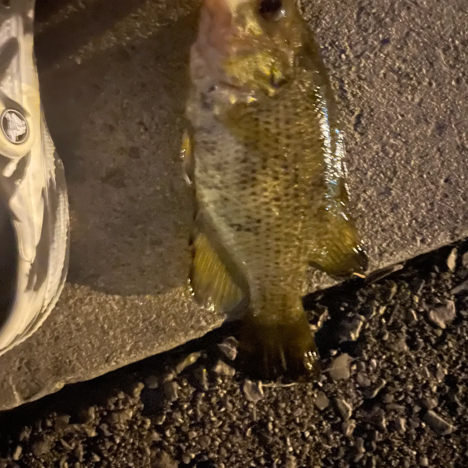 The most recent Rock bass catches on Fishbrain