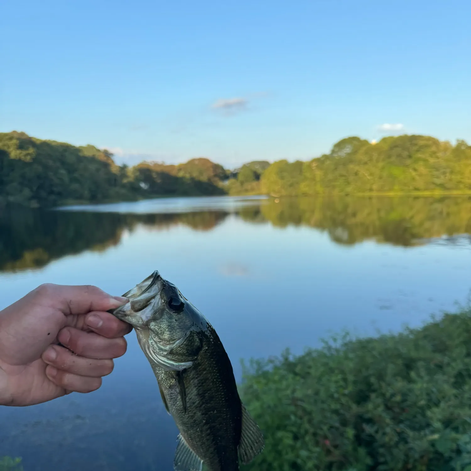 Largemouth bass caught on Fishbrain