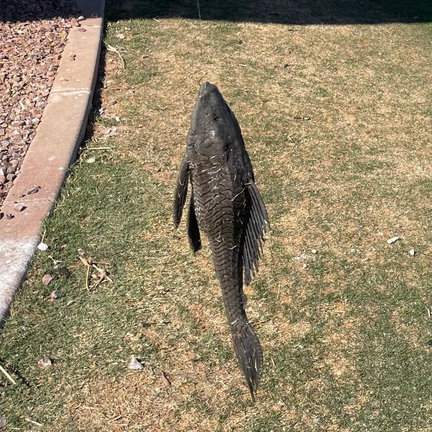 The most recent Suckermouth catfish catches on Fishbrain