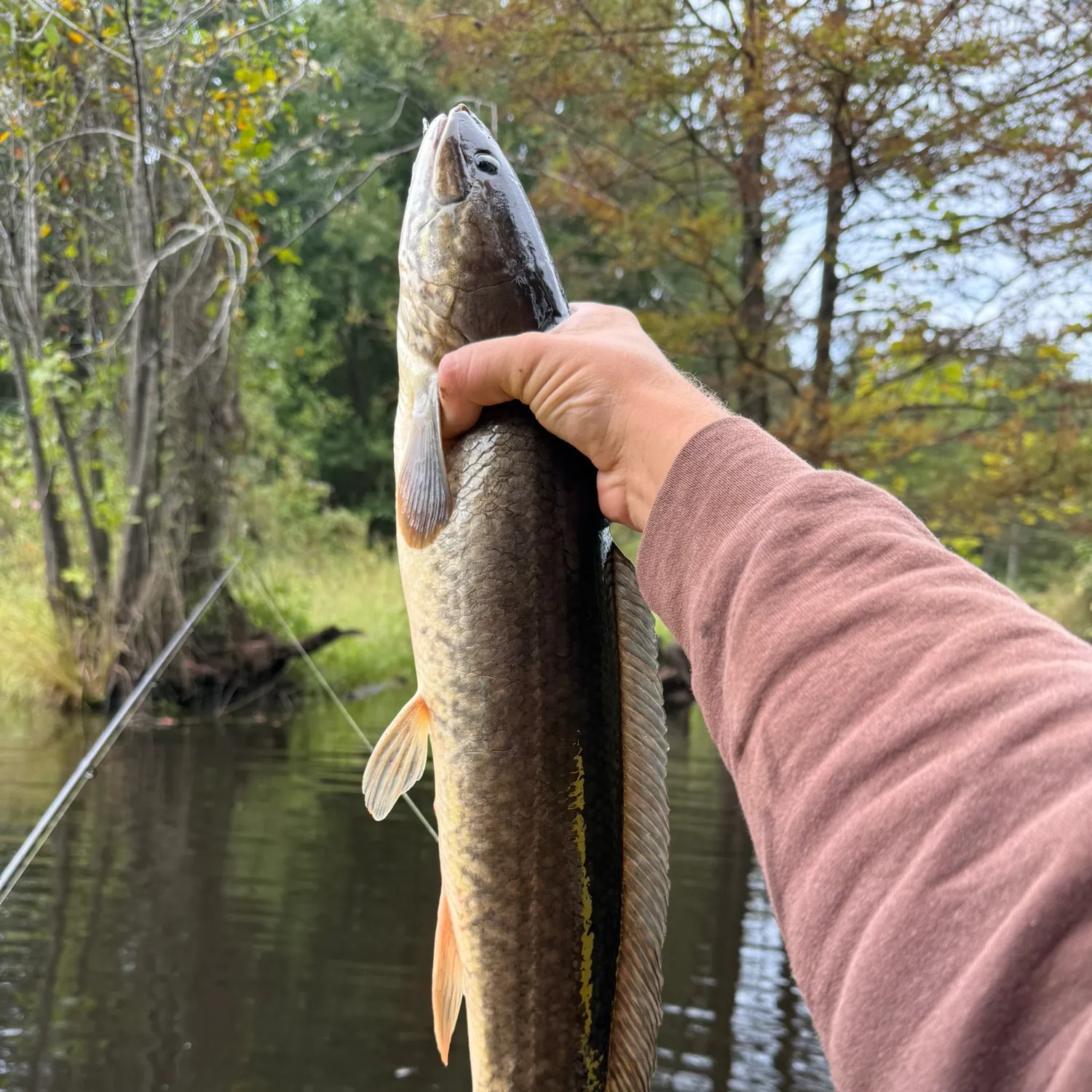 The most recent Ruddy bowfin catches on Fishbrain