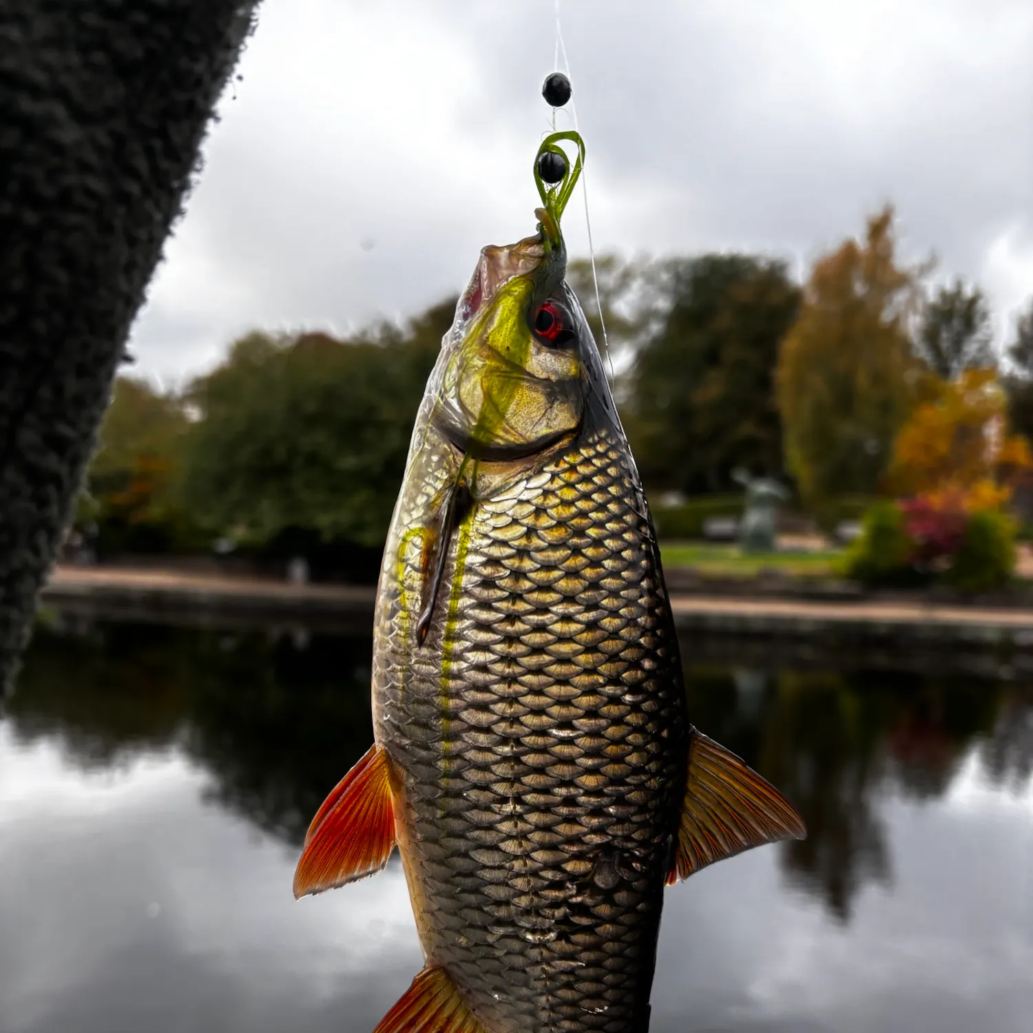 Common roach caught on Fishbrain