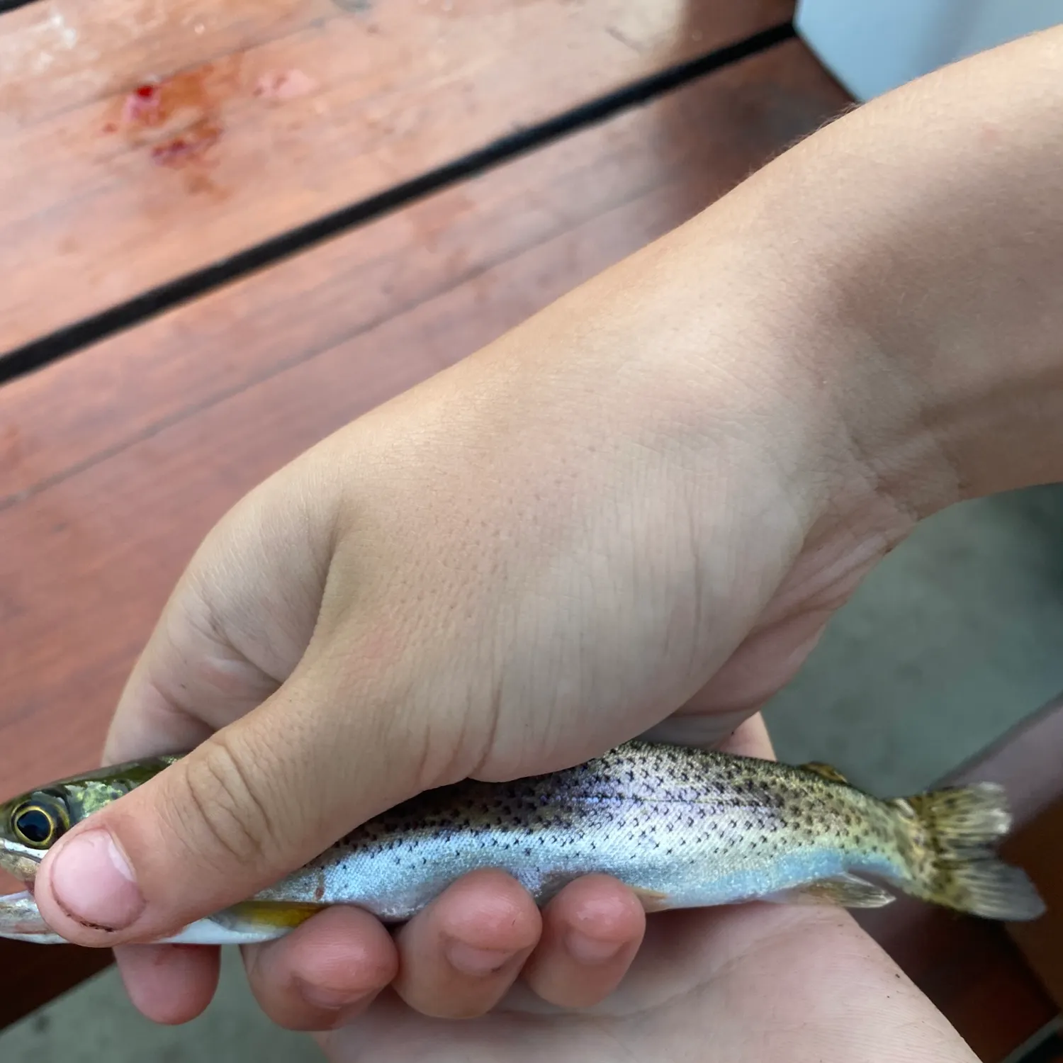 Rainbow trout caught on Fishbrain