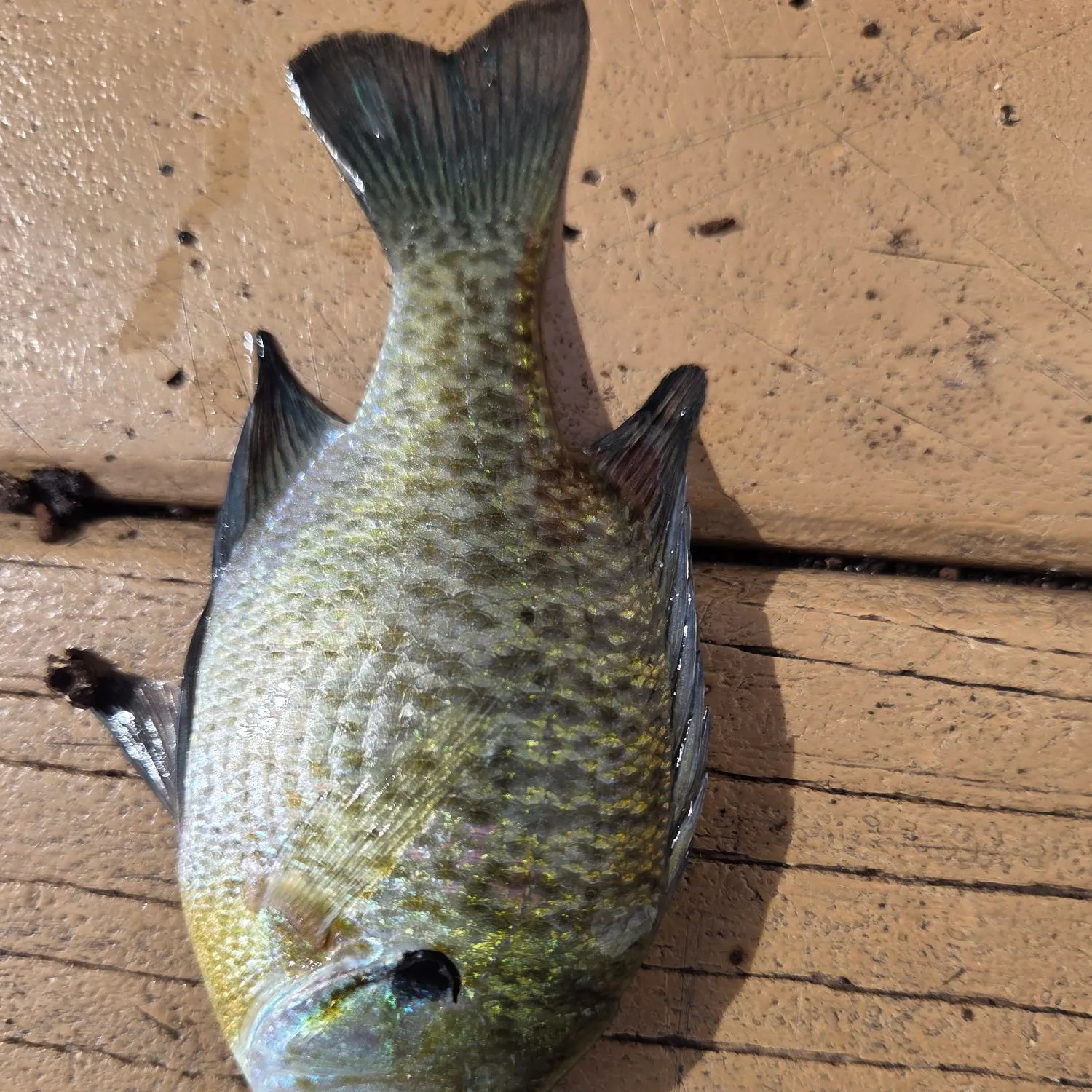 Bluegill caught on Fishbrain